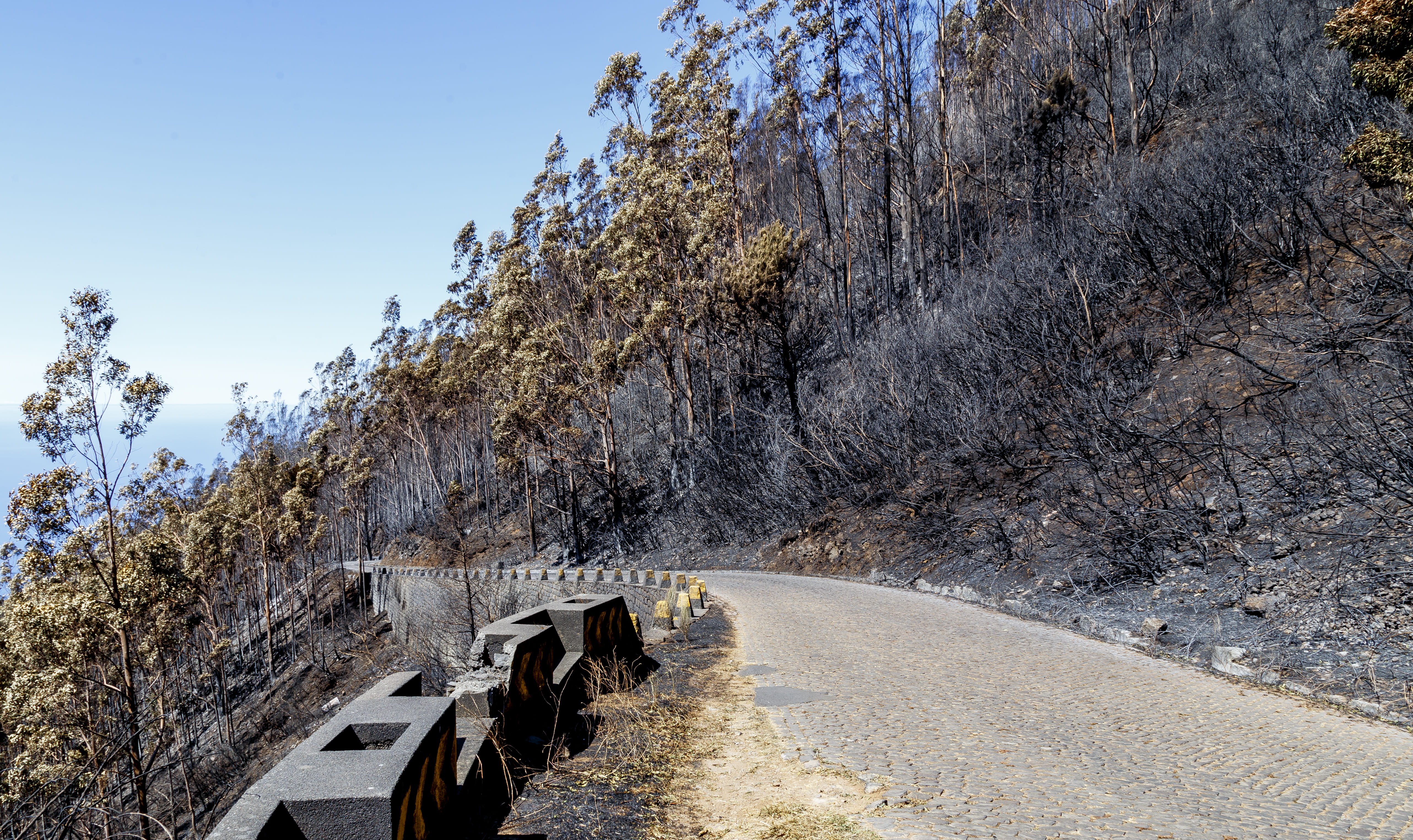 beauty in nature, long, day, road, direction, 5K, plant, calheta, clear sky, diminishing perspective, fire, eucalyptus, transportation, scenics - nature, HD Wallpaper
