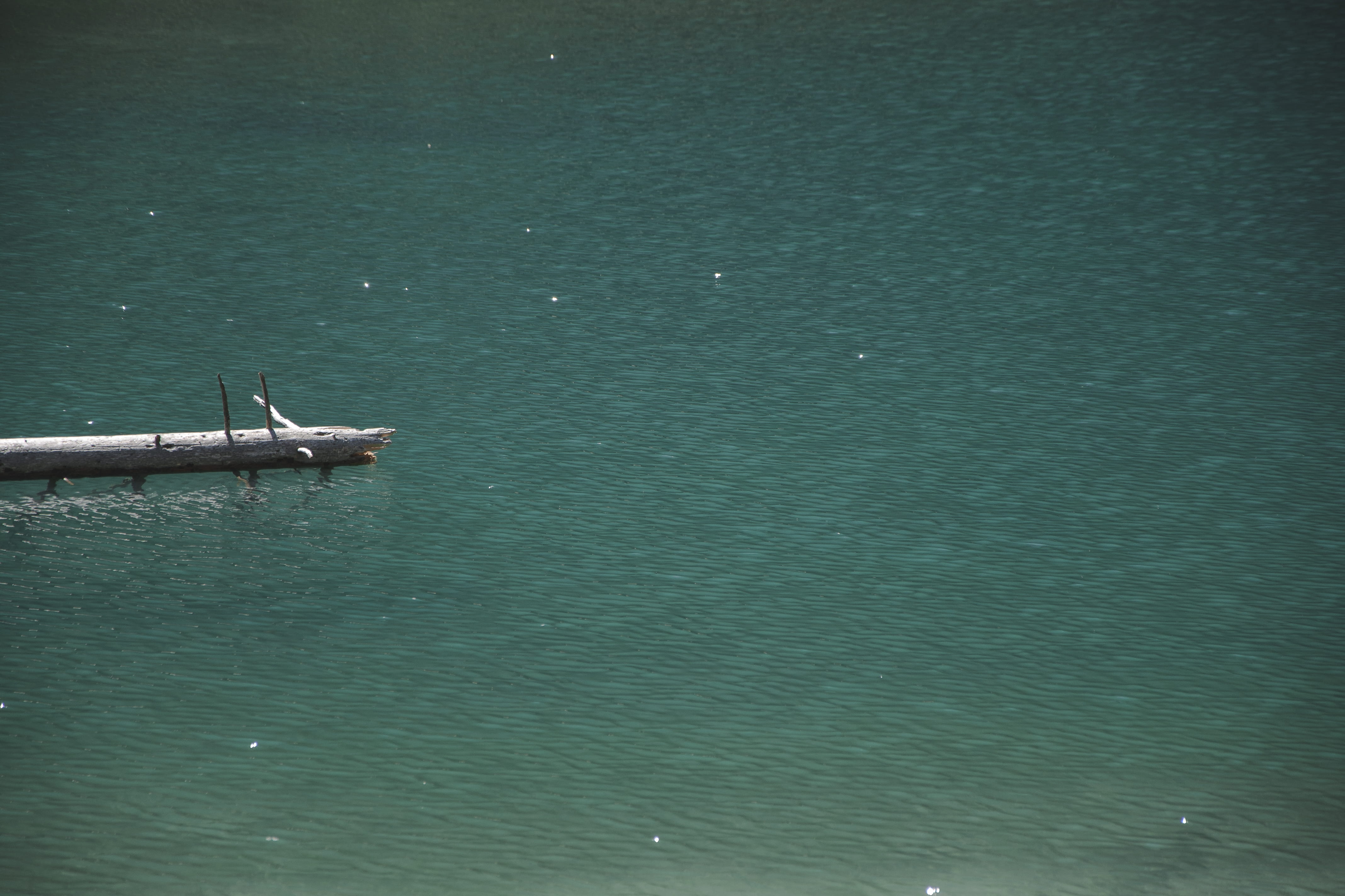 sea, tranquil scene, tree, lake, deep, wood, italy, animal wildlife, outdoors, water, forest, turquoise colored, beauty in nature, transportation, nature, HD Wallpaper