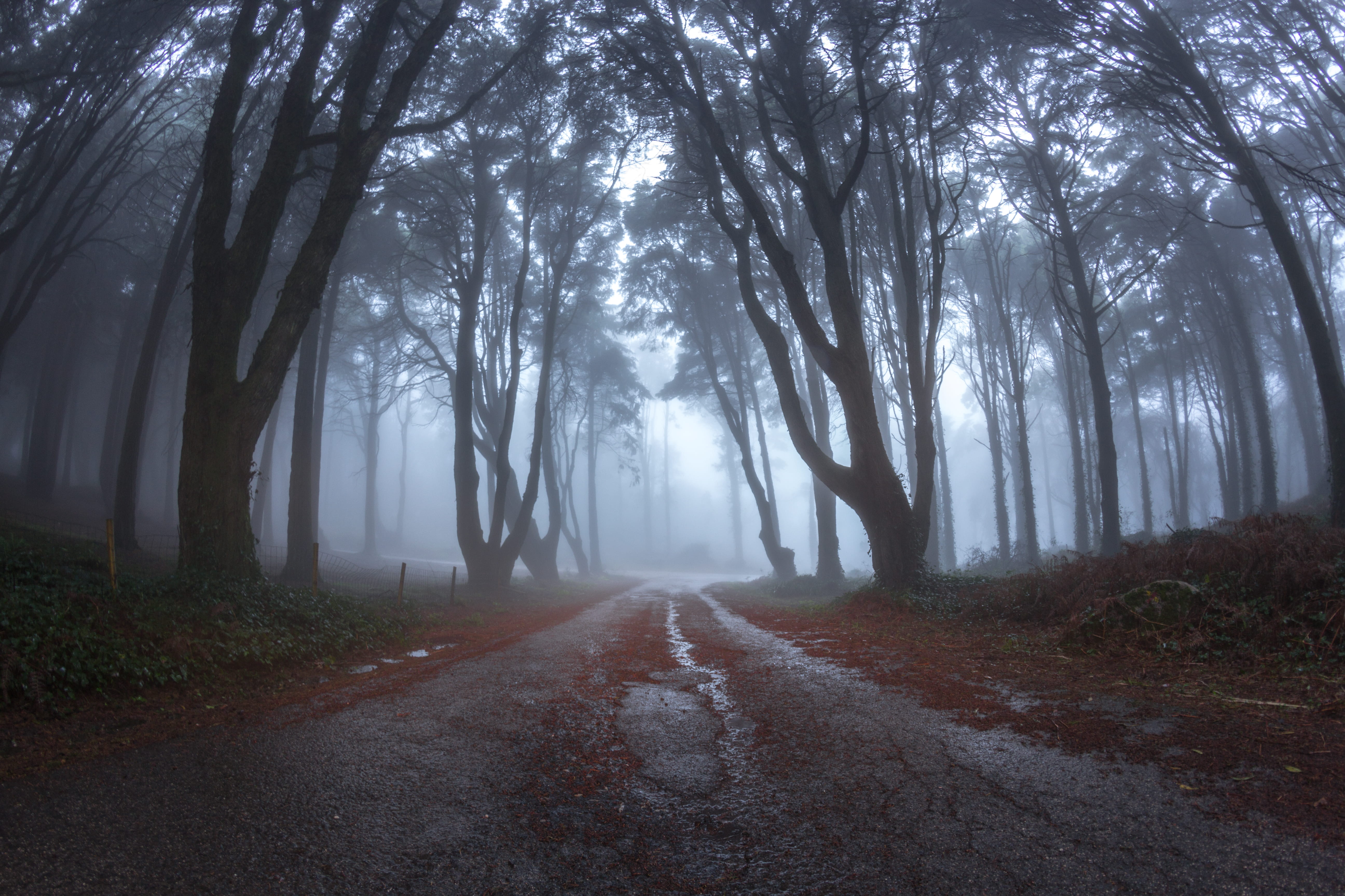 forest, fog, beauty in nature, plant, outdoors, portugal, no people, land, vanishing point, woodland, trunk, tree trunk, nature, diminishing perspective, HD Wallpaper