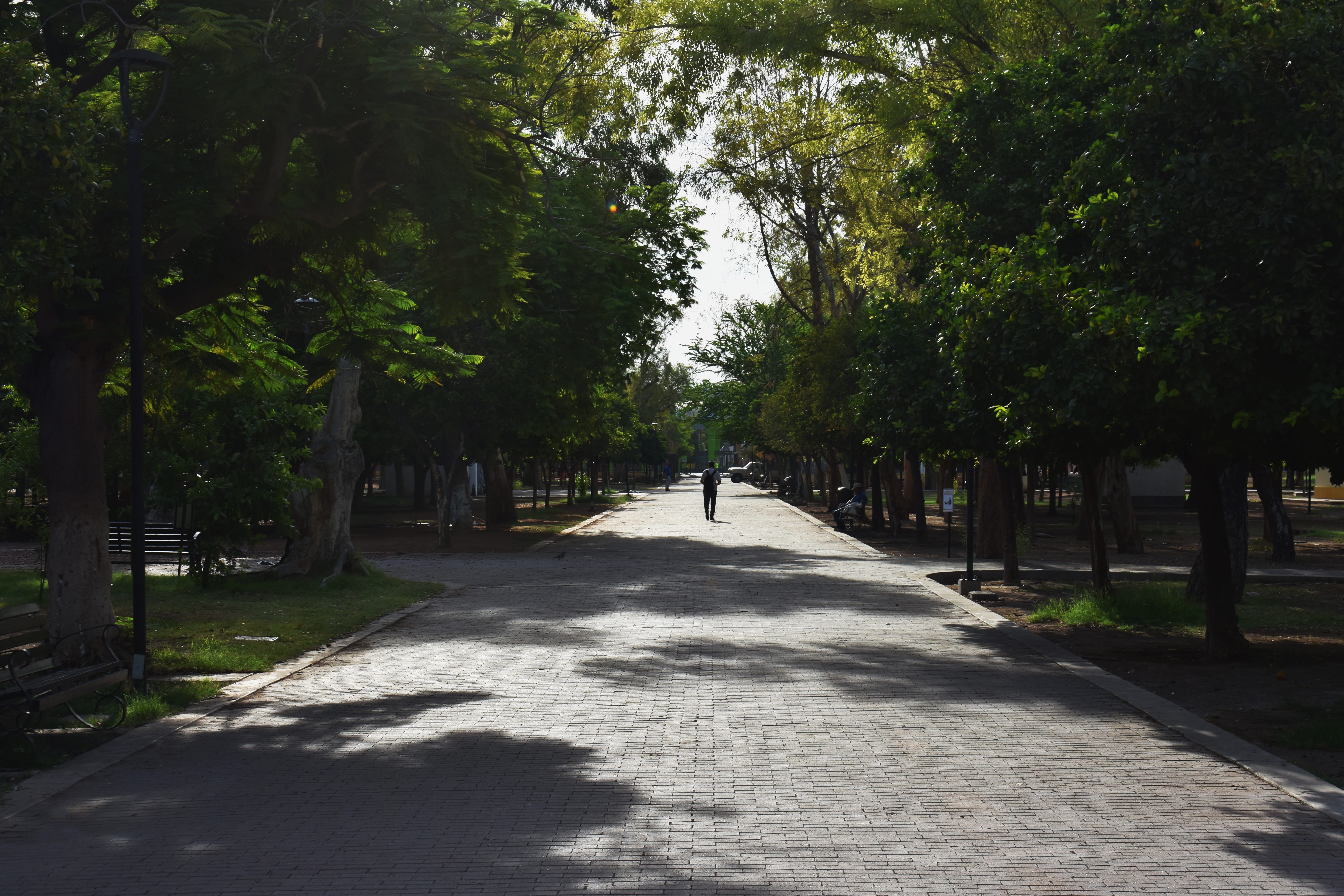 footpath, park - man made space, walking, nature, men, day, sonora, people, direction, hermosillo, growth, walker, treelined, full length, sunlight, lifestyles, HD Wallpaper