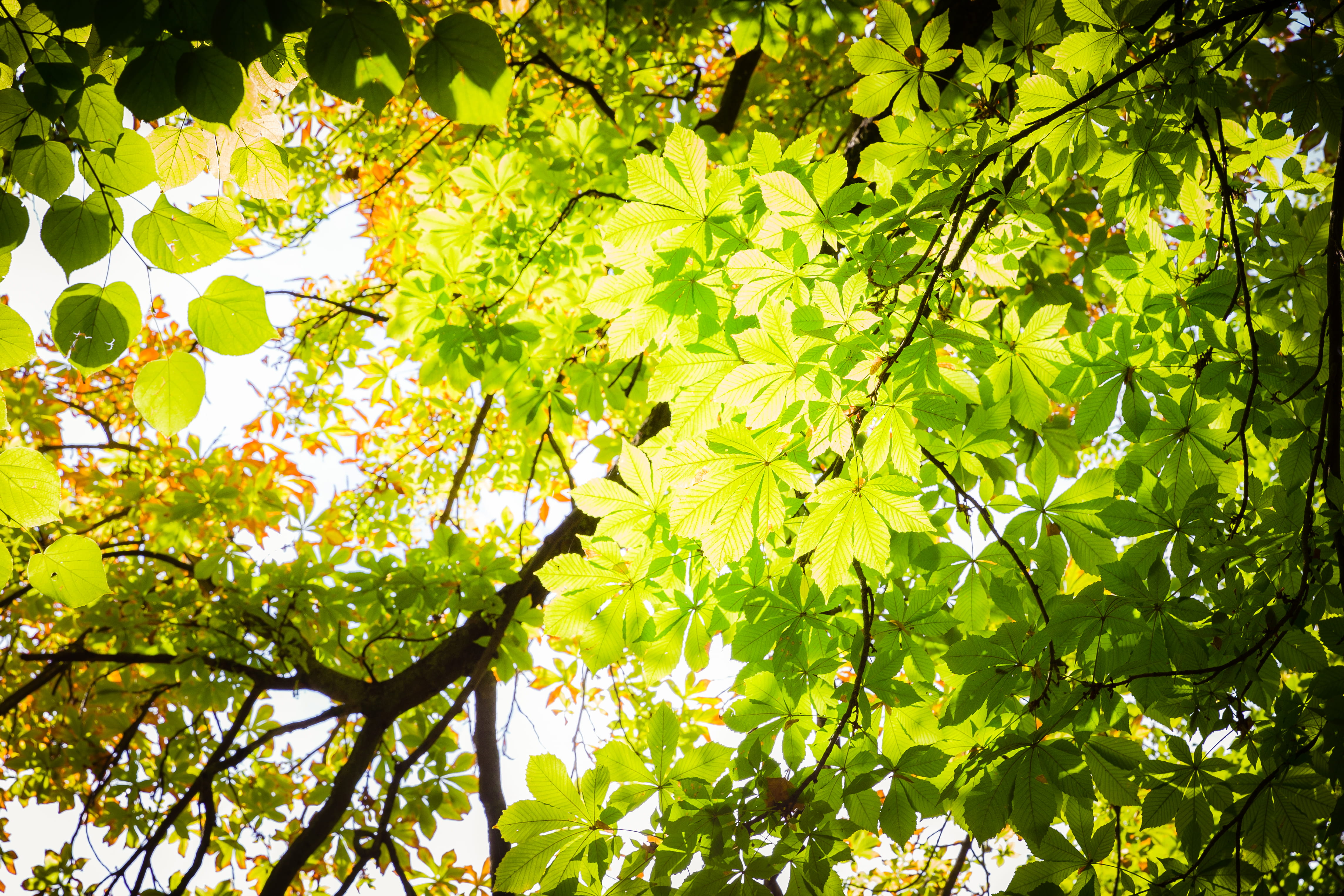 4K, park, luz, outdoors, sun, foliage, parque, beauty in nature, madrid, follaje, jardín de la isla, hojas, autumn, leaf, directly below, brillo, plant part, HD Wallpaper
