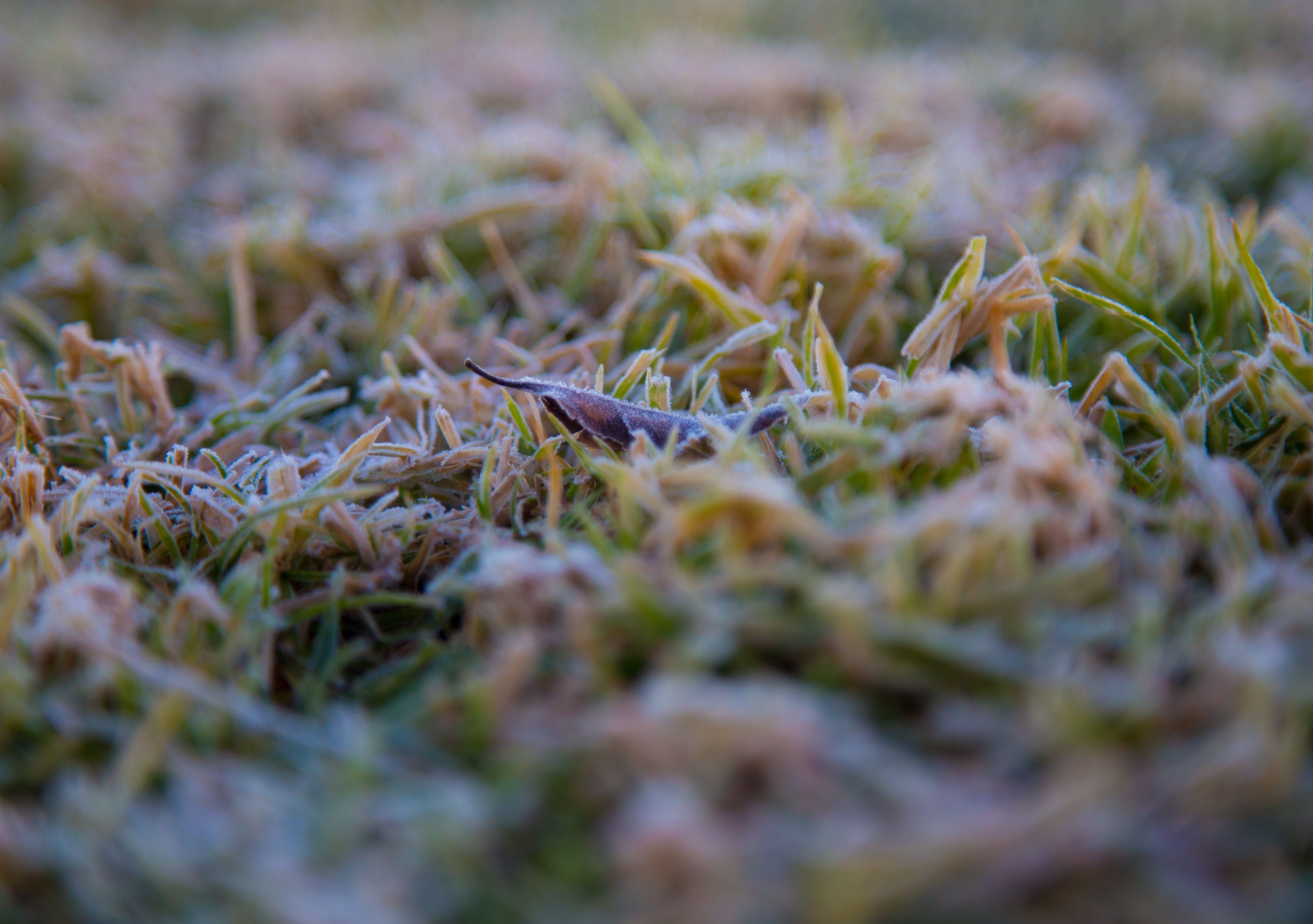 leaf, frozen, selective focus, backgrounds, cesped, nature, beauty in nature, glace, helado, glacée, vegetable, gelé, 4K, food, surface level, gazon, green color, HD Wallpaper