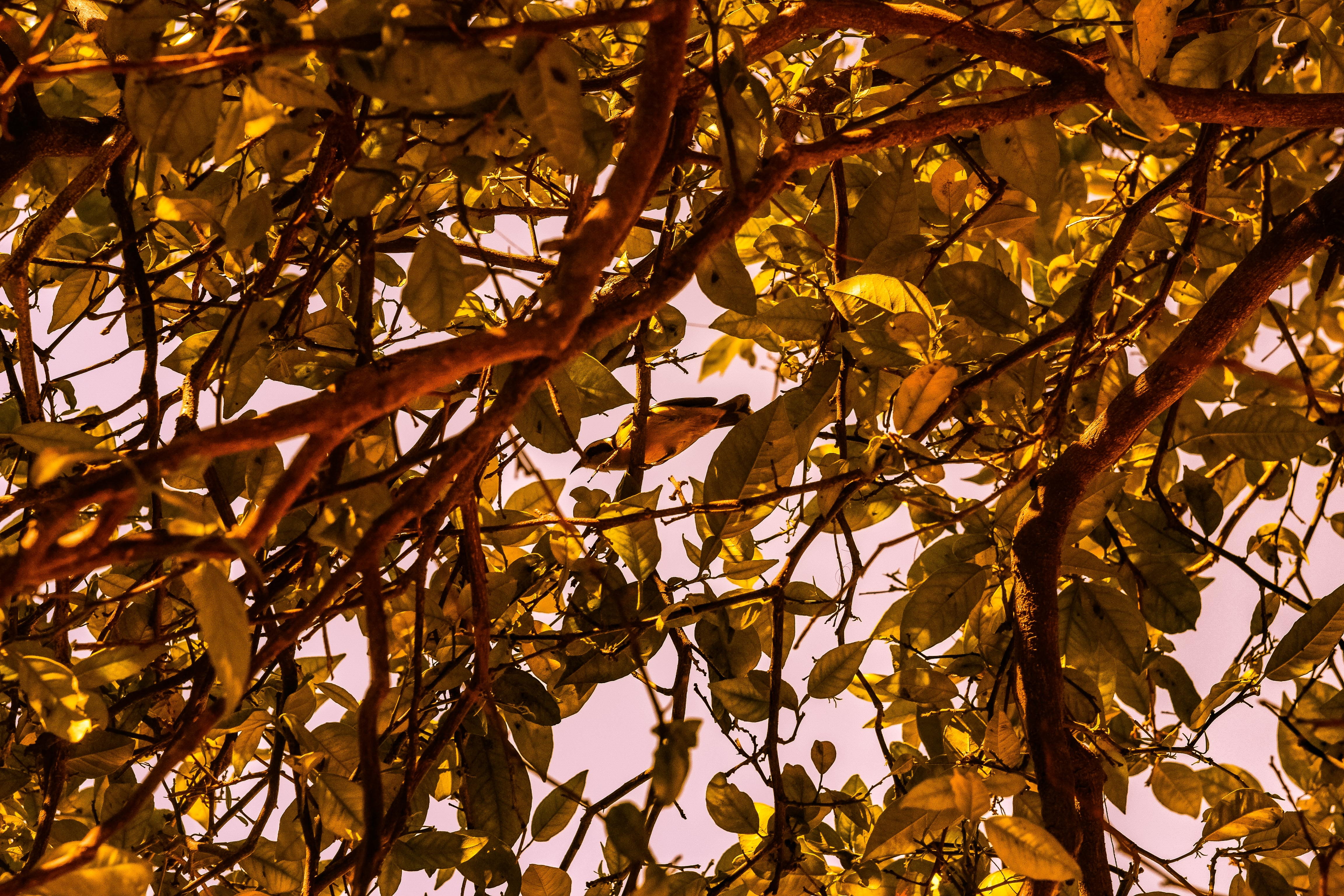 growth, nature, passaro, outdoors, bird, plant, branch, leaf, tranquility, folha, autumn, green, backgrounds, tree, close-up, natural condition, change, HD Wallpaper