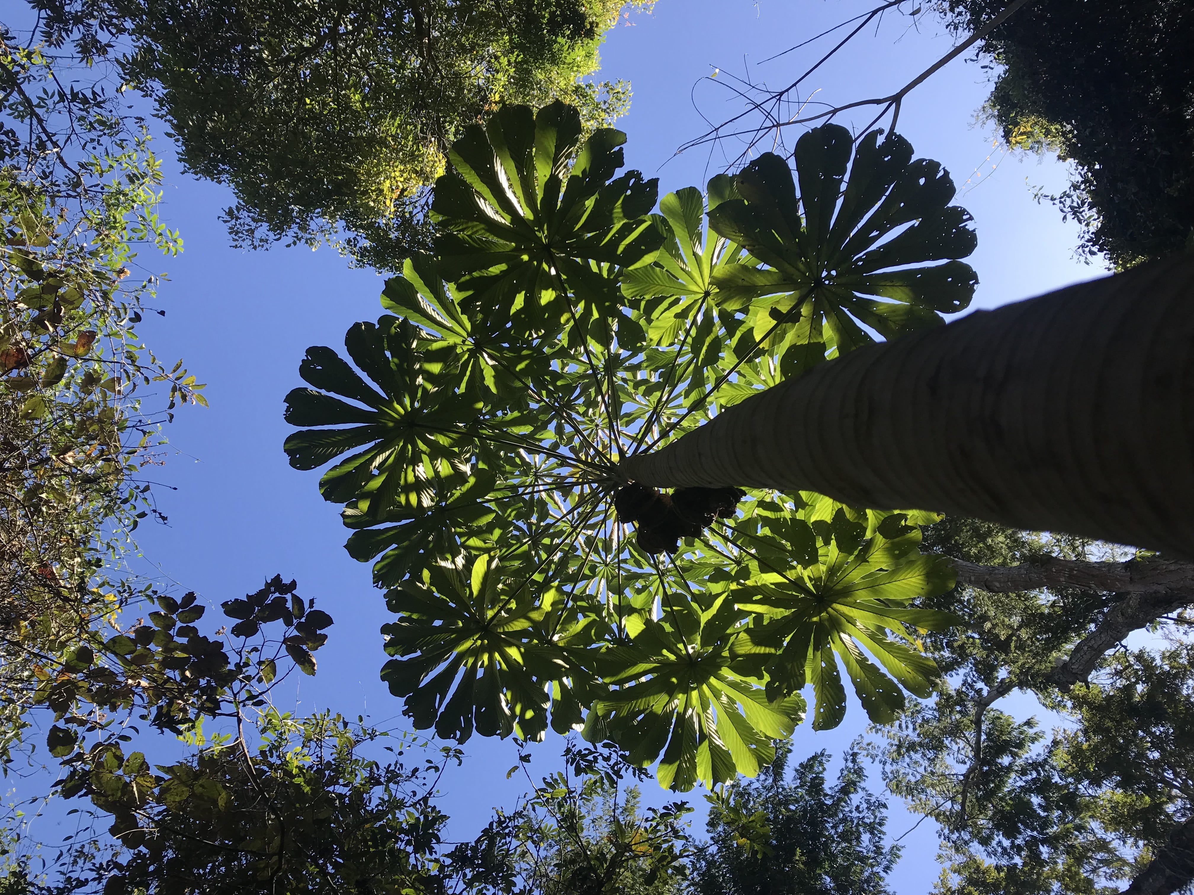 trees, nature, hand, beauty in nature, day, human body part, low angle view, holding, green, brazil, 4K, sky, branch, leaf, human hand, sunlight, one person, HD Wallpaper