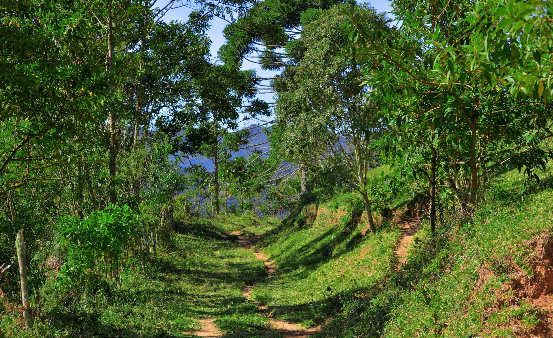 day, leafed, outdoors, trees, footpath, land, non-urban scene, landscape, plant, foliage, green color, forest, woodland, Forests, no people, Nature, caminho, HD Wallpaper