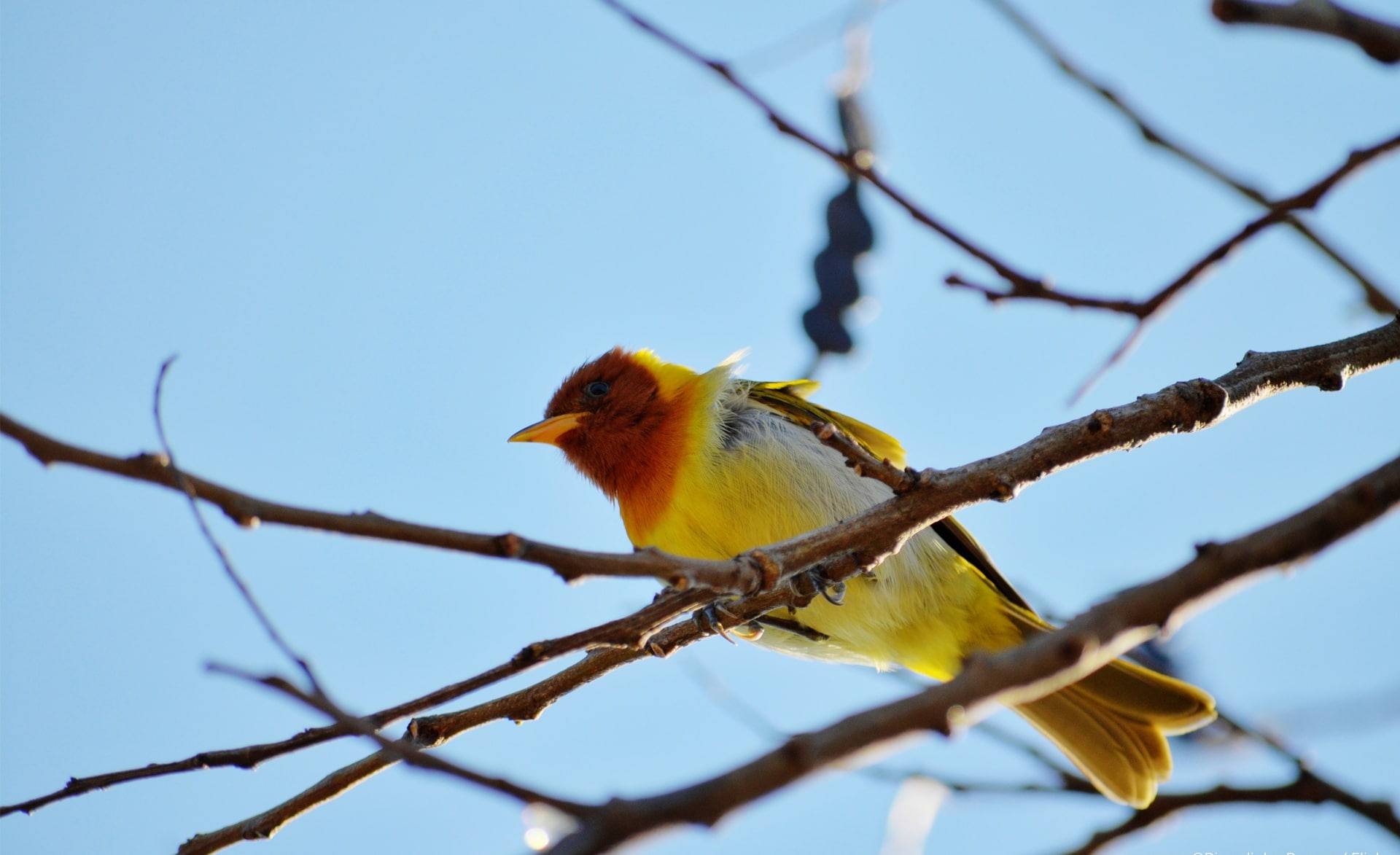 trees, Birds, passaro, 1080P, nature, galho, arvore, yellow, natureza, Animals, tree, bird, HD Wallpaper