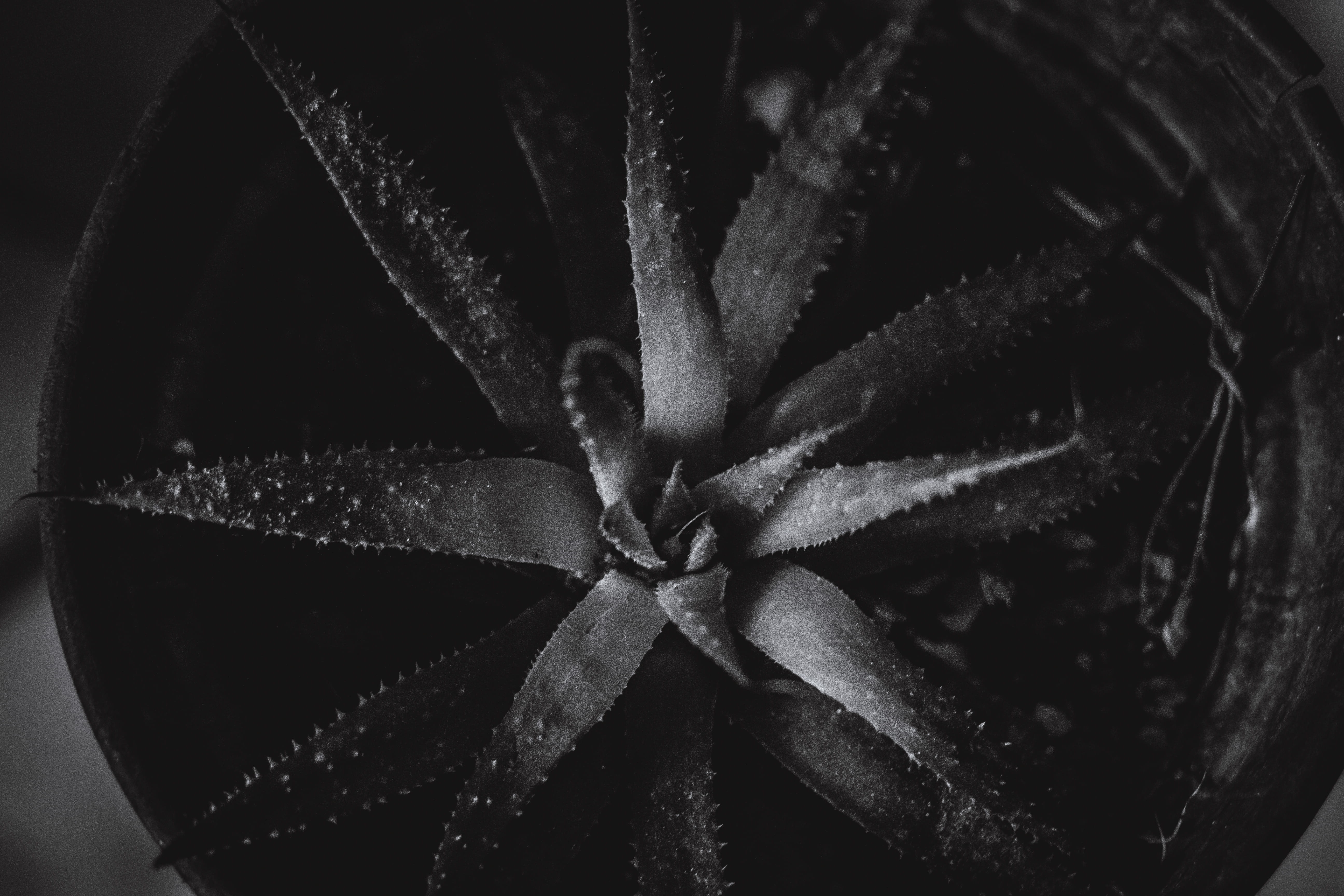 nature, cactus, beauty in nature, potted plant, still life, no people, pattern, growth, pandb, container, indoors, succulent plant, selective focus, natureza, HD Wallpaper