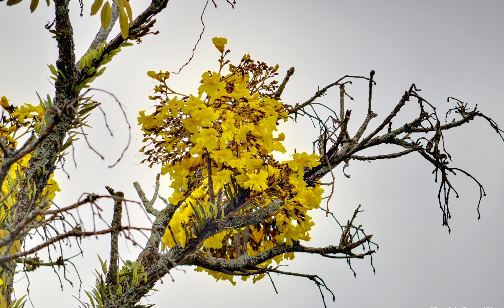 flower, no people, natural condition, arvores, tall, outdoors, clear sky, plant, arvore, 1080P, branch, day, flor, alta, change, tranquility, autumn, tabebuia, HD Wallpaper