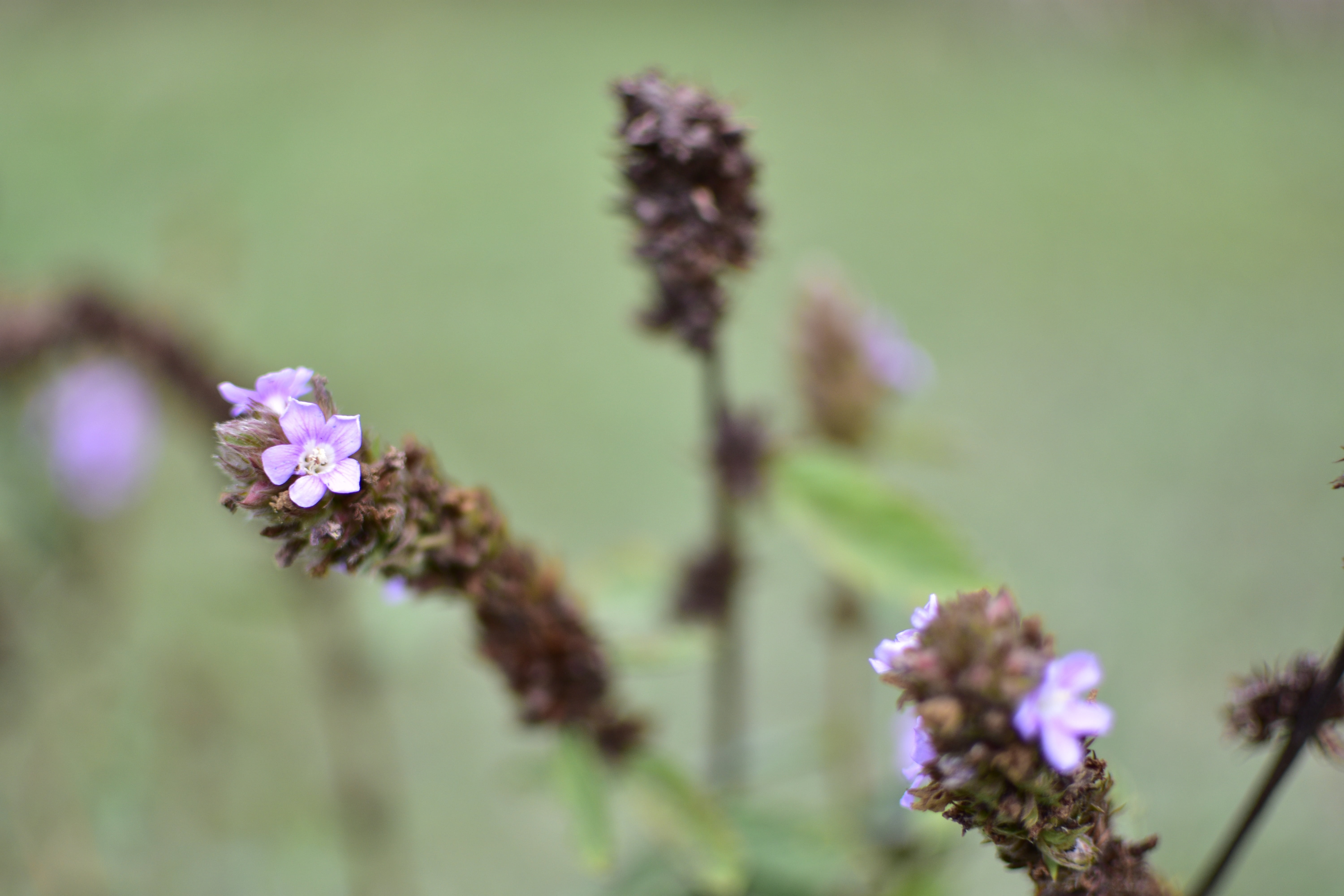 plant stem, fragility, arvore, flower head, flowering plant, focus on foreground, springtime, day, growth, paineira, no people, flower, vulnerability, nature, HD Wallpaper