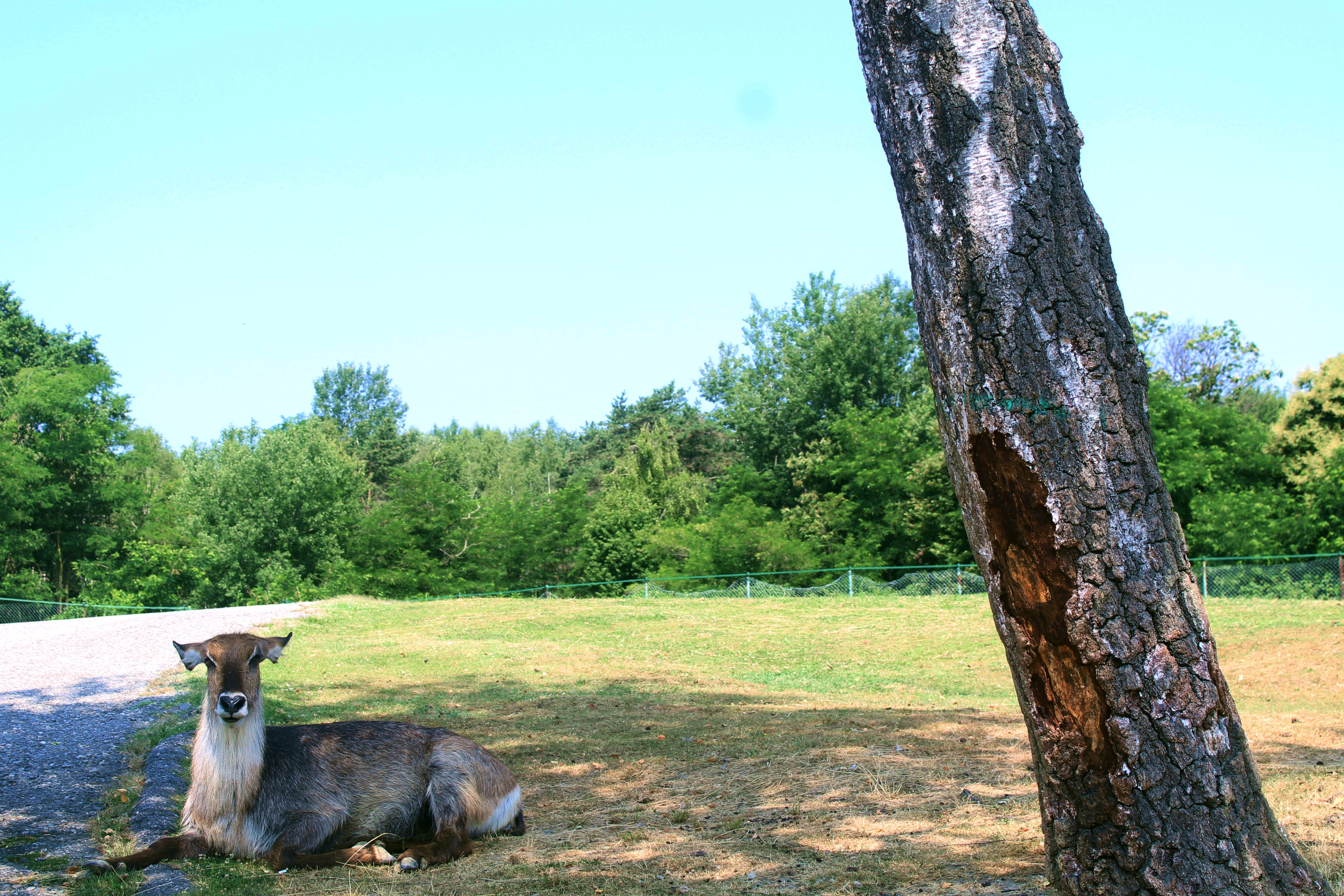 animal, vertebrate, arvore, pets, day, italy, no people, sky, wild life, 4K, zoologico, nature, tree, zoo, mammal, herbivorous, one animal, animal themes, HD Wallpaper
