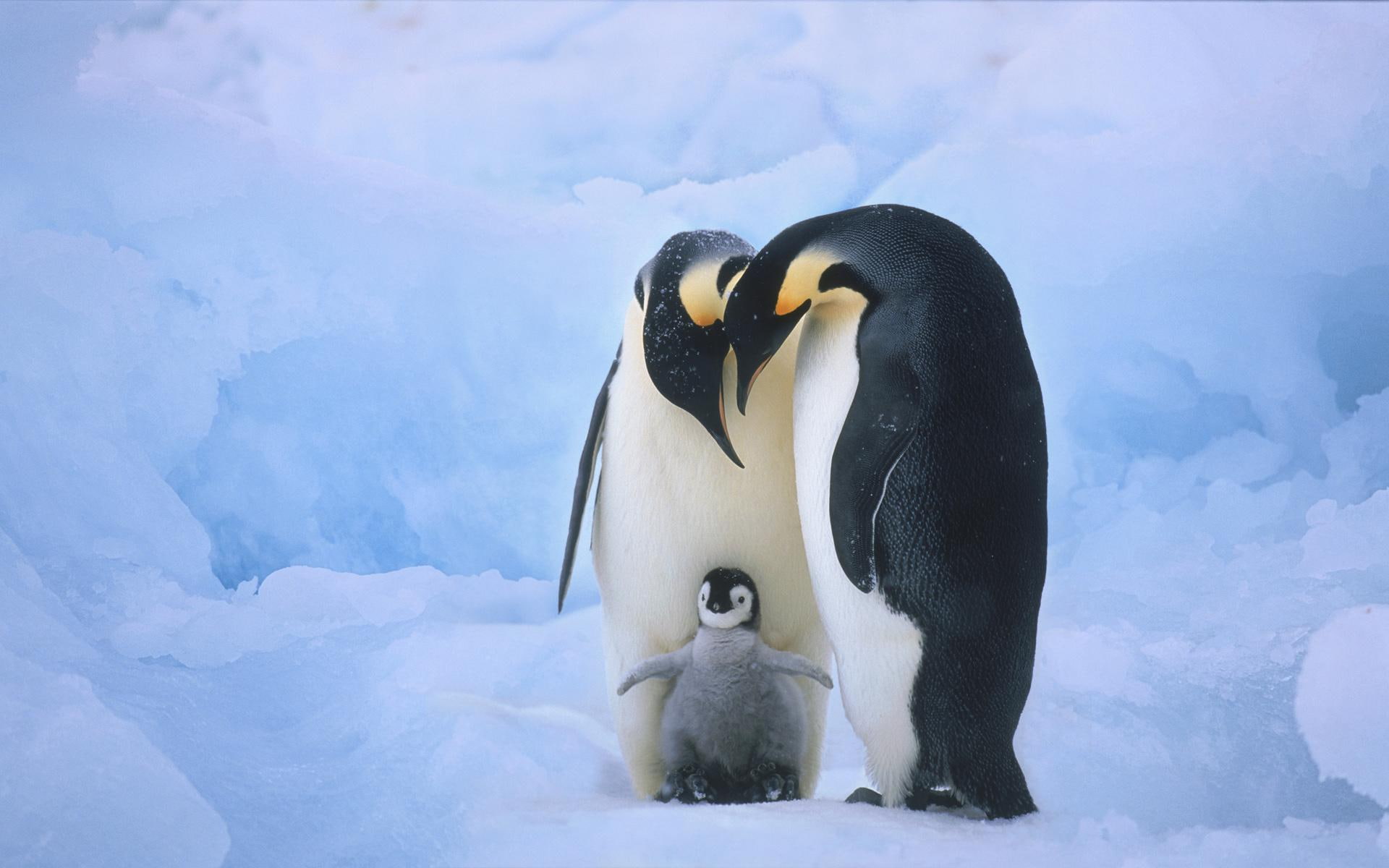 animals, 1080P, vida, gelo, pequenos, natureza, frio, pinguins, HD Wallpaper
