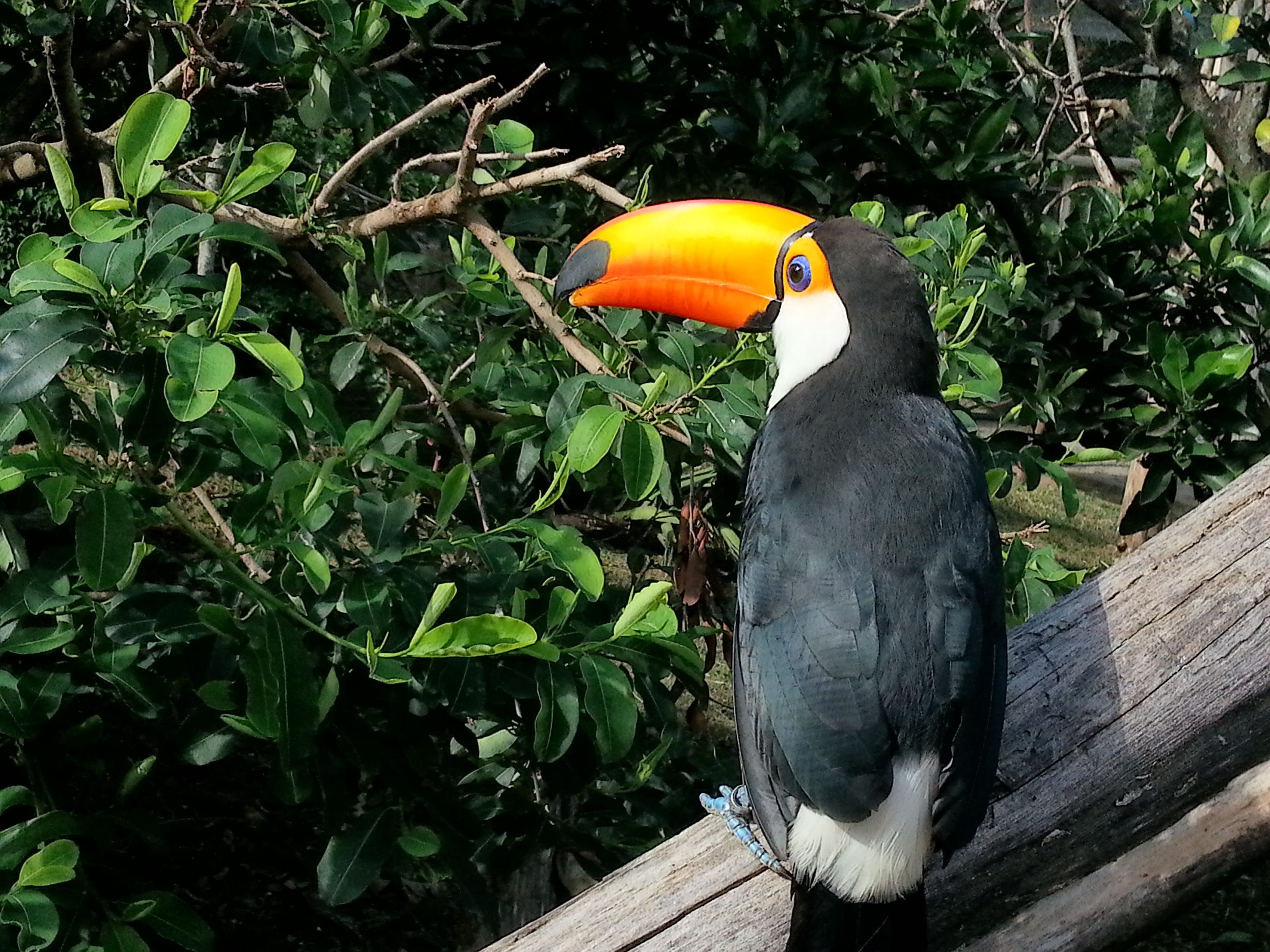 vertebrate, hornbill, day, animal themes, animal, aves, wood - material, animals in the wild, 2K, floresta húmida, natureza, no people, plant part, selvagem, HD Wallpaper