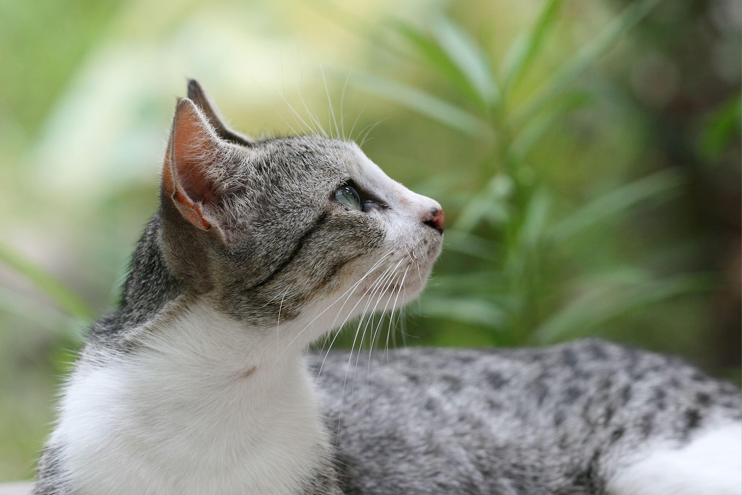 natureza, gato, gatinho, animals, animal, 1080P, fofo, HD Wallpaper
