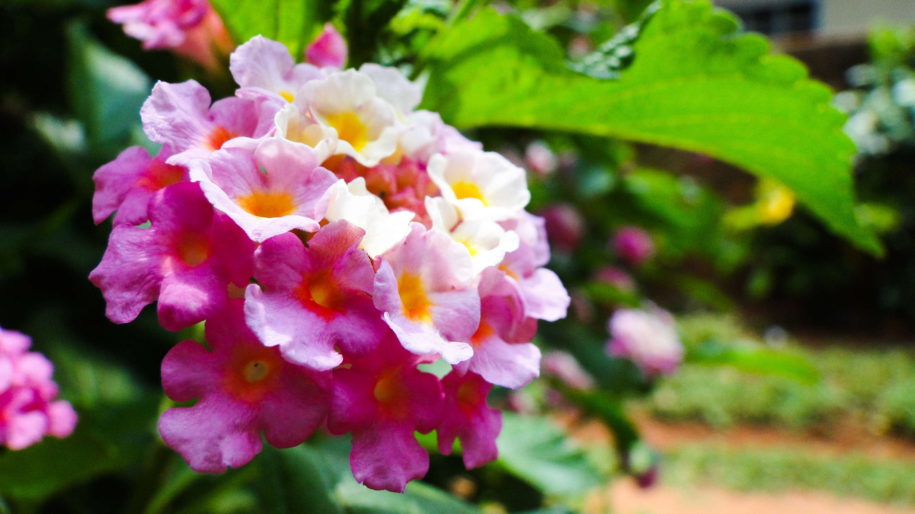 close-up, bunch of flowers, growth, lils, florada, vulnerability, no people, beauty in nature, 2K, day, fragility, flower head, primavera, lantana, flor, HD Wallpaper