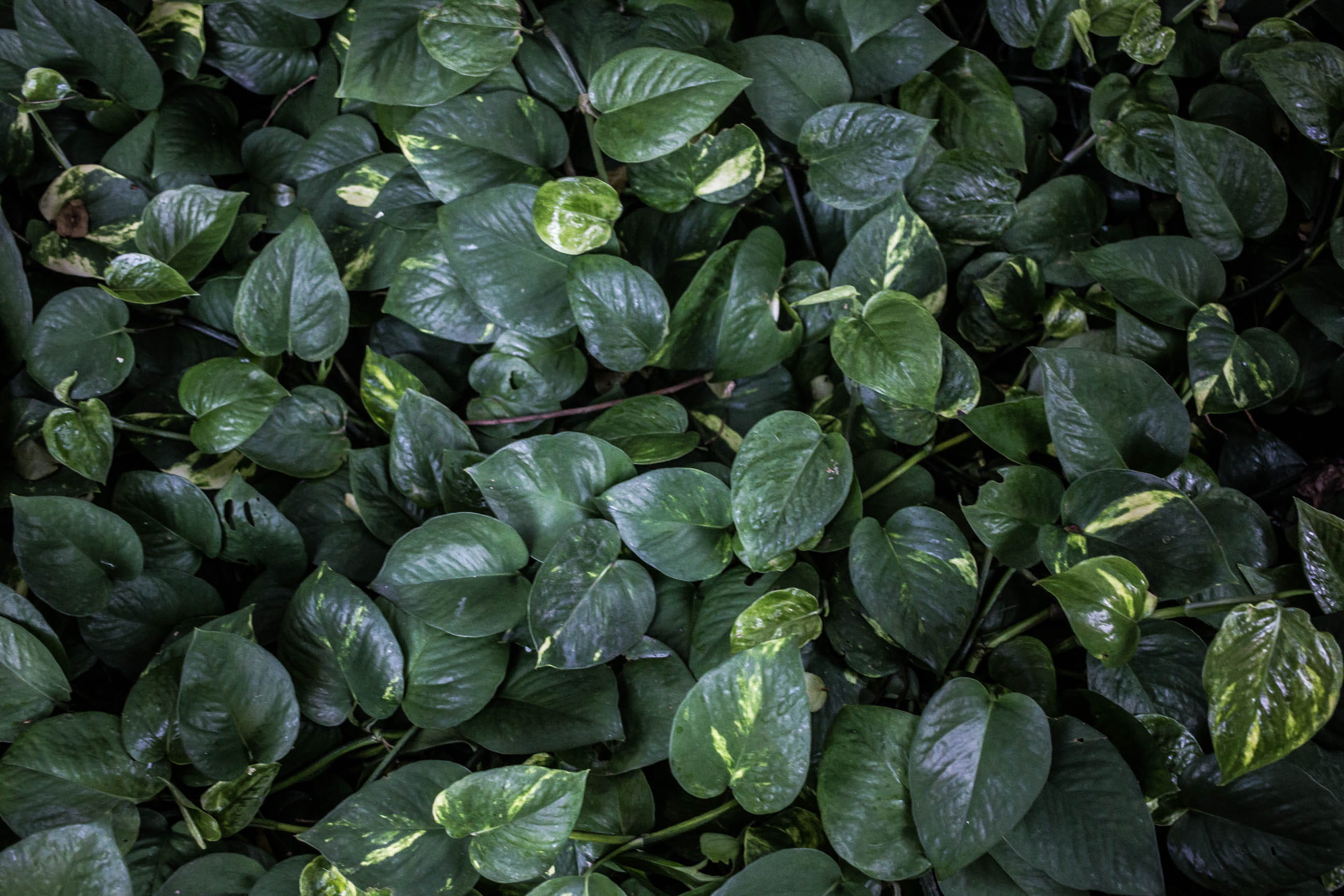 wellbeing, leaf, verde, high angle view, forest, full frame, growth, beauty in nature, plantas, no people, folhas, natureza, plant part, healthy eating, HD Wallpaper