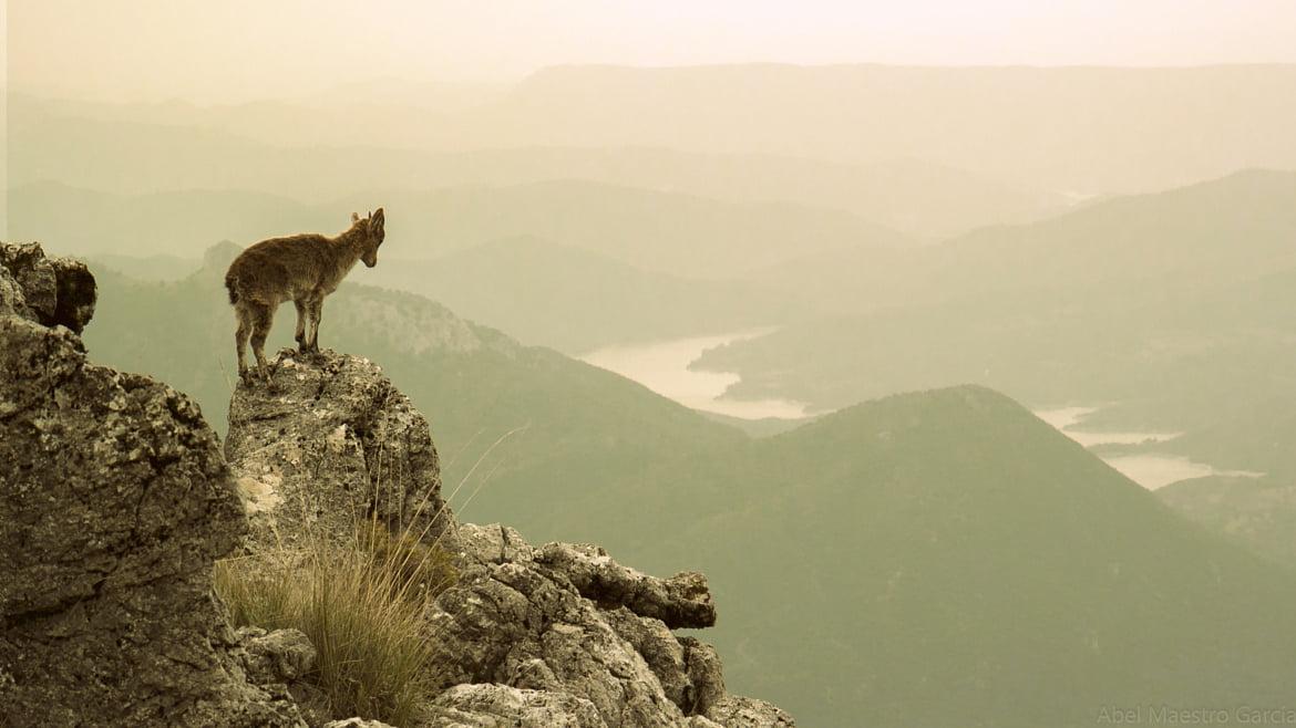 por, Andalucía, gray, mountain, outdoors, legged, hill, España, nature, Un, animal, brown, Sevilla, Mundo, 480P, landscape, HD Wallpaper