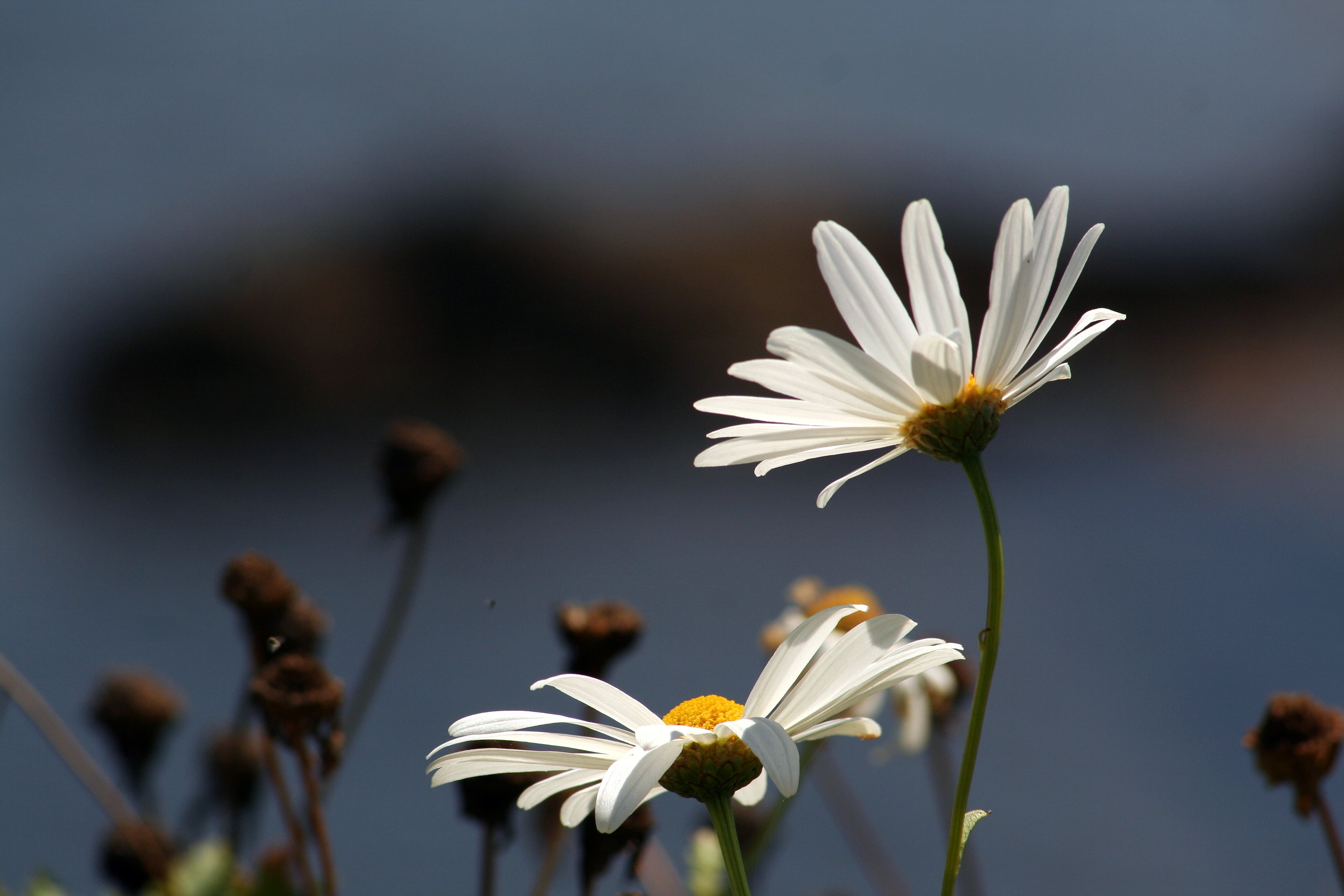 europa, flower, pictures, botanica, si, Vicente, fotos, manuel martín, botánico, martius, nature, El tiempo, flowers, summer, gratis, agosto, close-up, HD Wallpaper