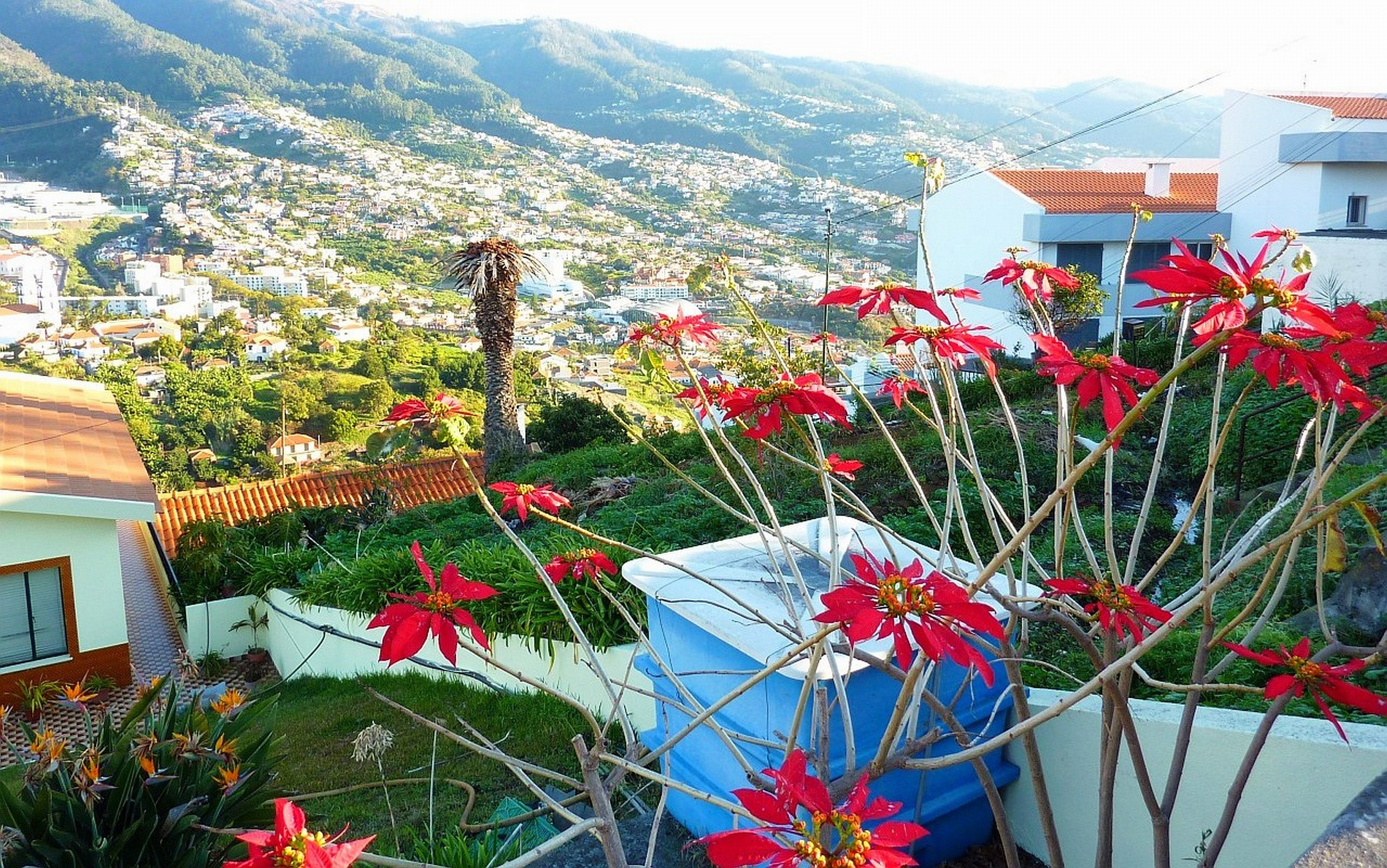 portugal, 2K, island, madeira, albatros, HD Wallpaper