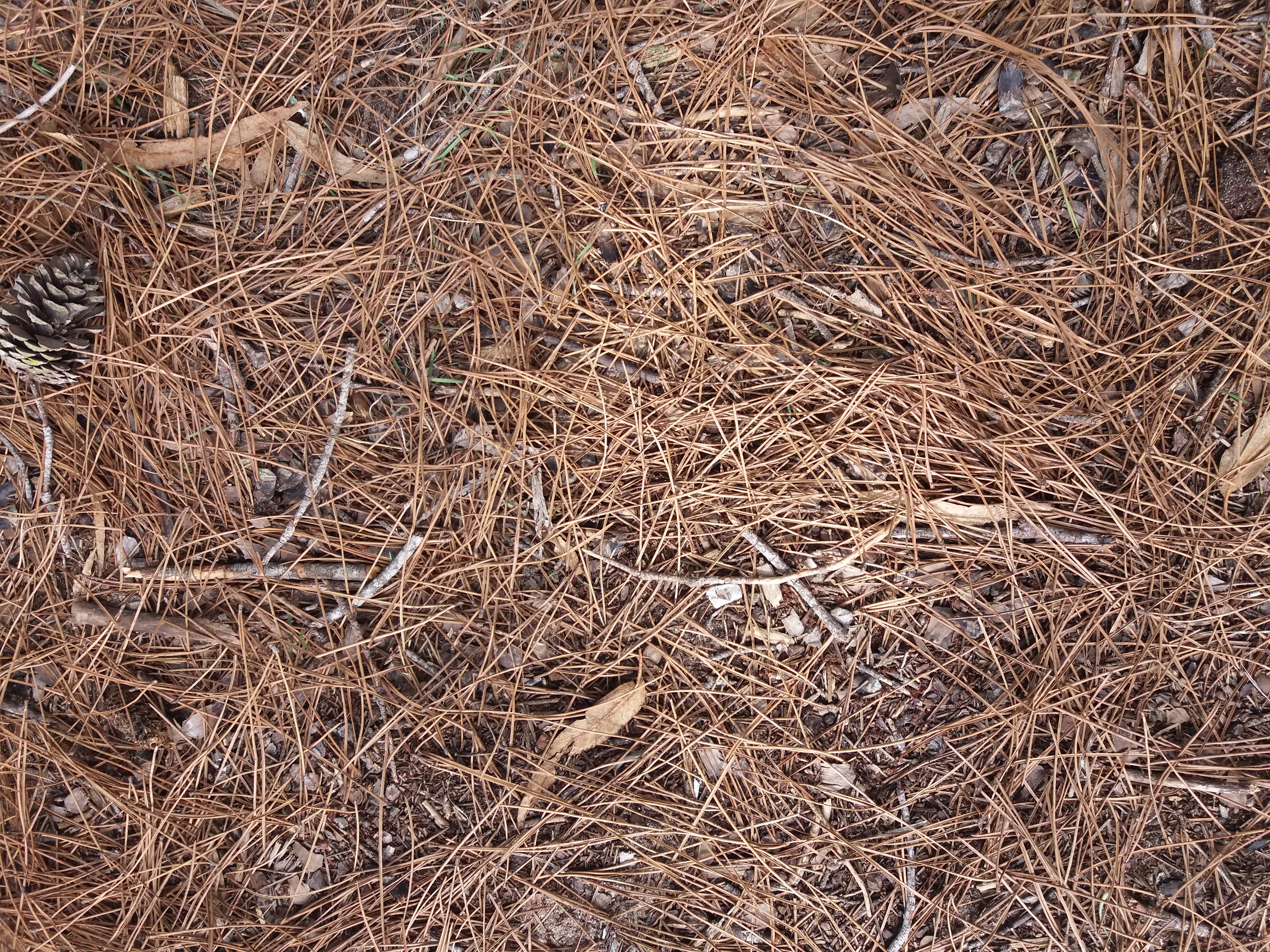 pinocha, tranquility, textures, twig, brown, villa gesell, plant, pine trees, pinos, dry, close-up, 4K, texturas, dried plant, nature, outdoors, hay, no people, HD Wallpaper