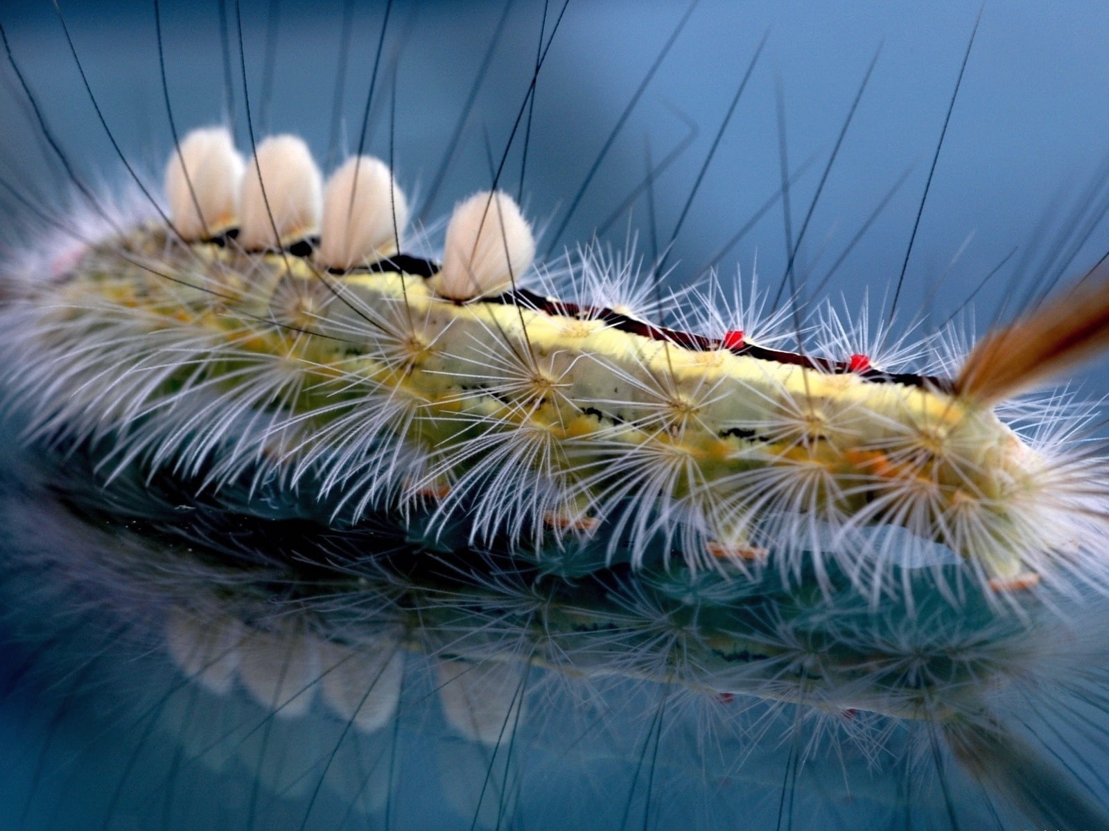 720P, oruga, pino, procesionaria, insecto, HD Wallpaper