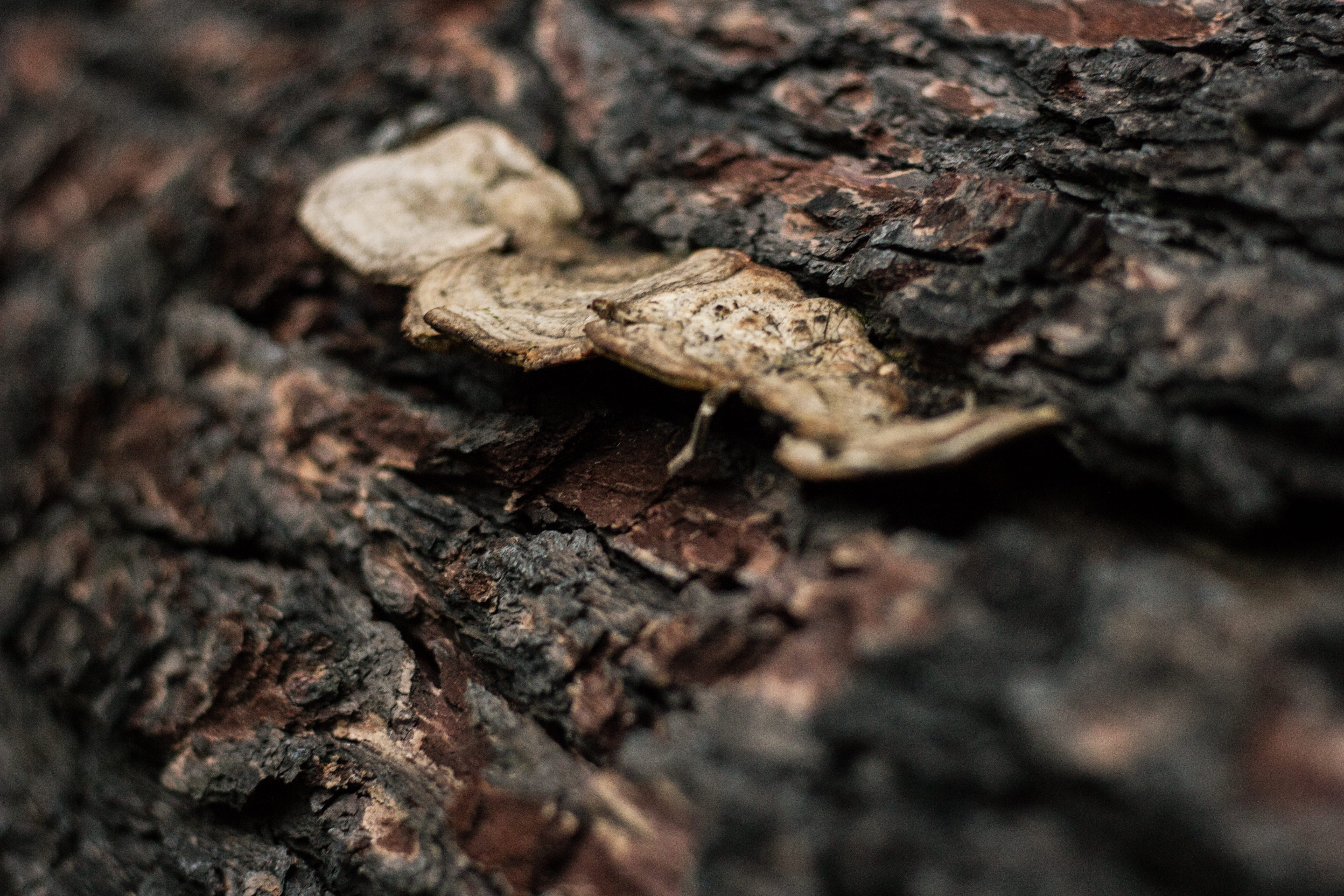 corrado, bark, argentina, rough, brown, plant bark, close-up, tronco, hongo, trunk, nature, life, macro, backgrounds, animal, selective focus, 5K, day, HD Wallpaper
