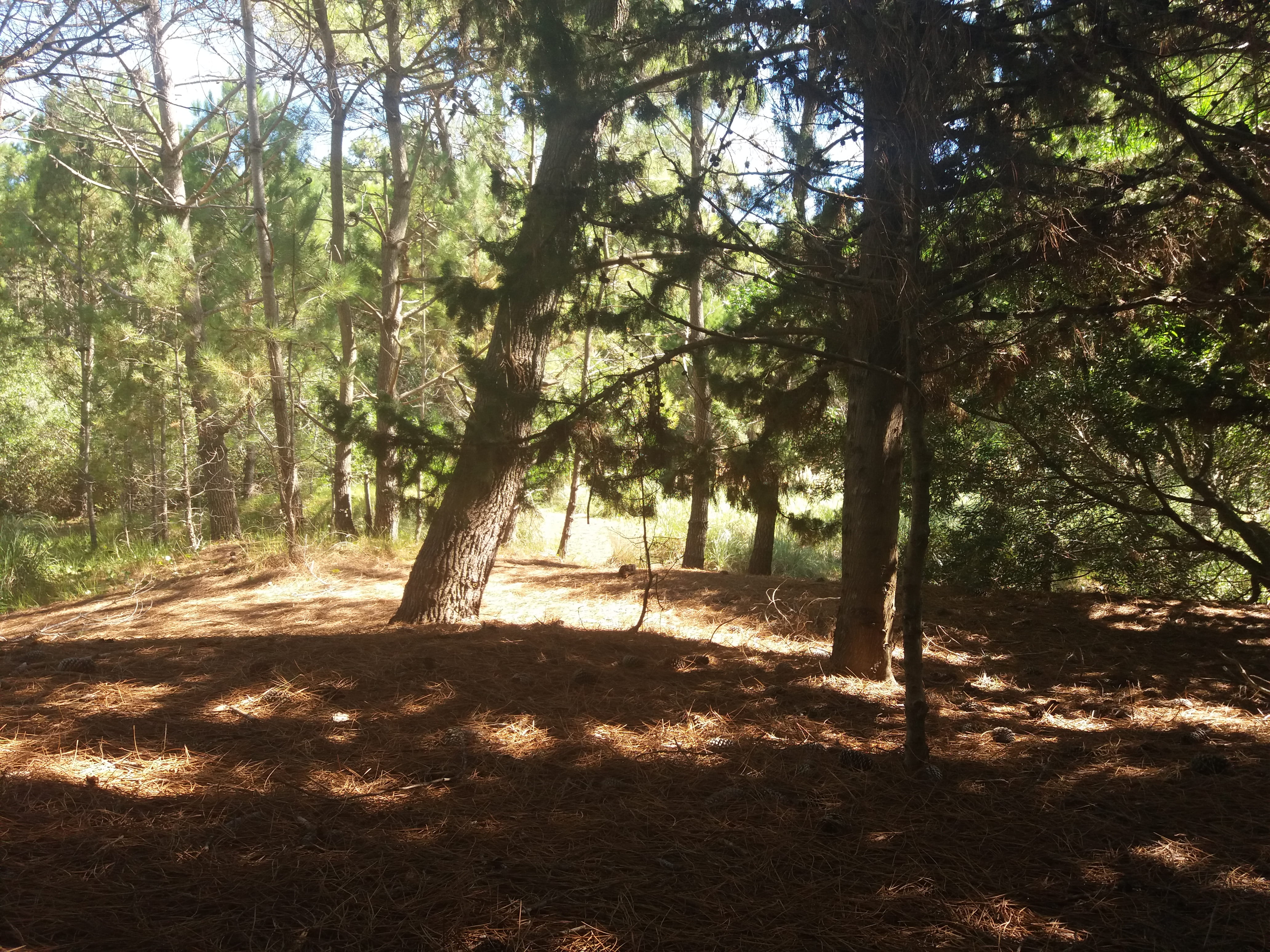 sunlight, pinos, no people, tree, scenics - nature, plant, nature, pine trees, argentina, non-urban scene, beauty in nature, tree trunk, day, trunk, outdoors, HD Wallpaper