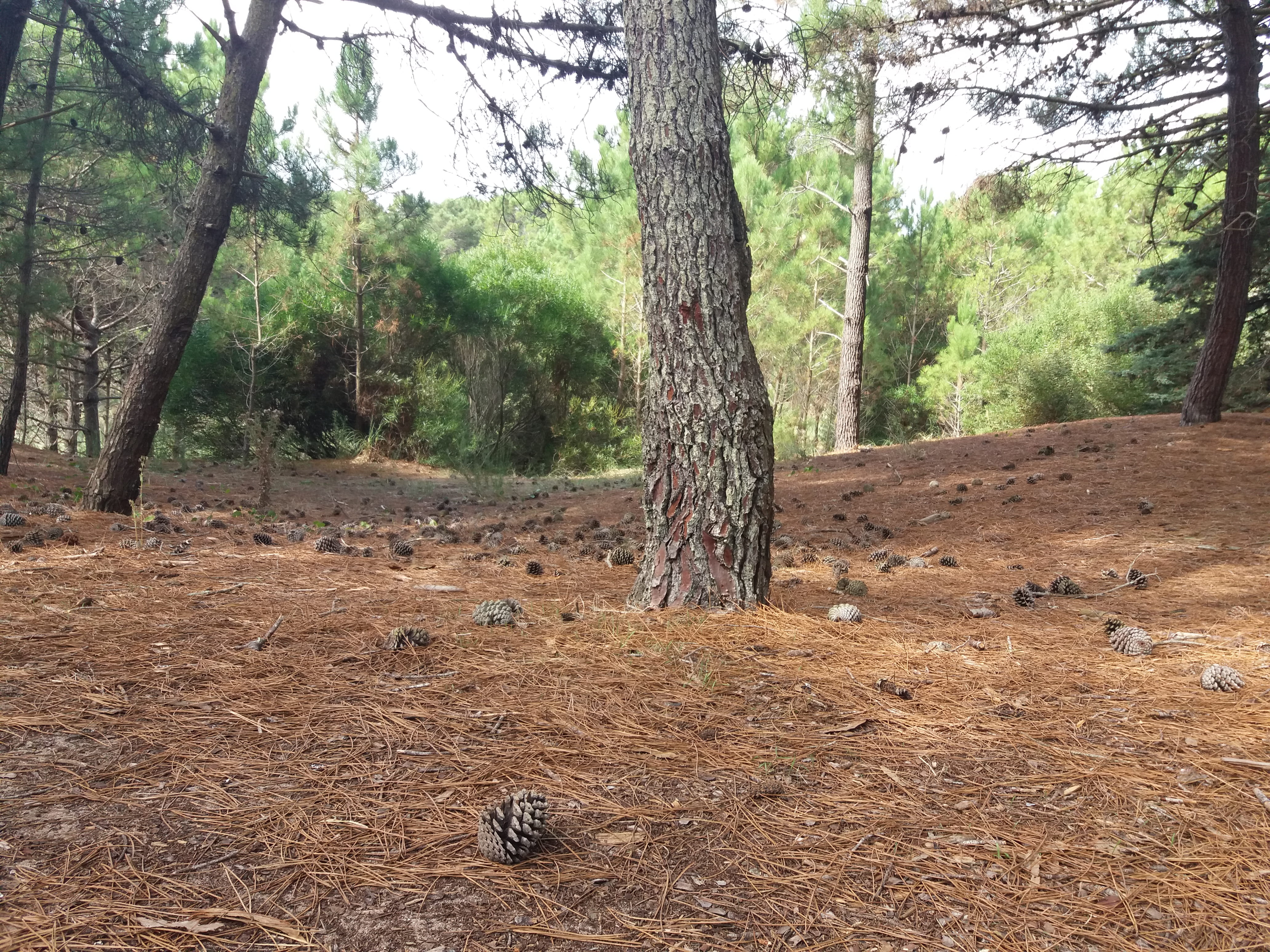 outdoors, trees, woodland, nature, forest, tree trunk, non-urban scene, scenics - nature, tranquil scene, argentina, trunk, villa gesell, mardelaspampas.com.ar, HD Wallpaper