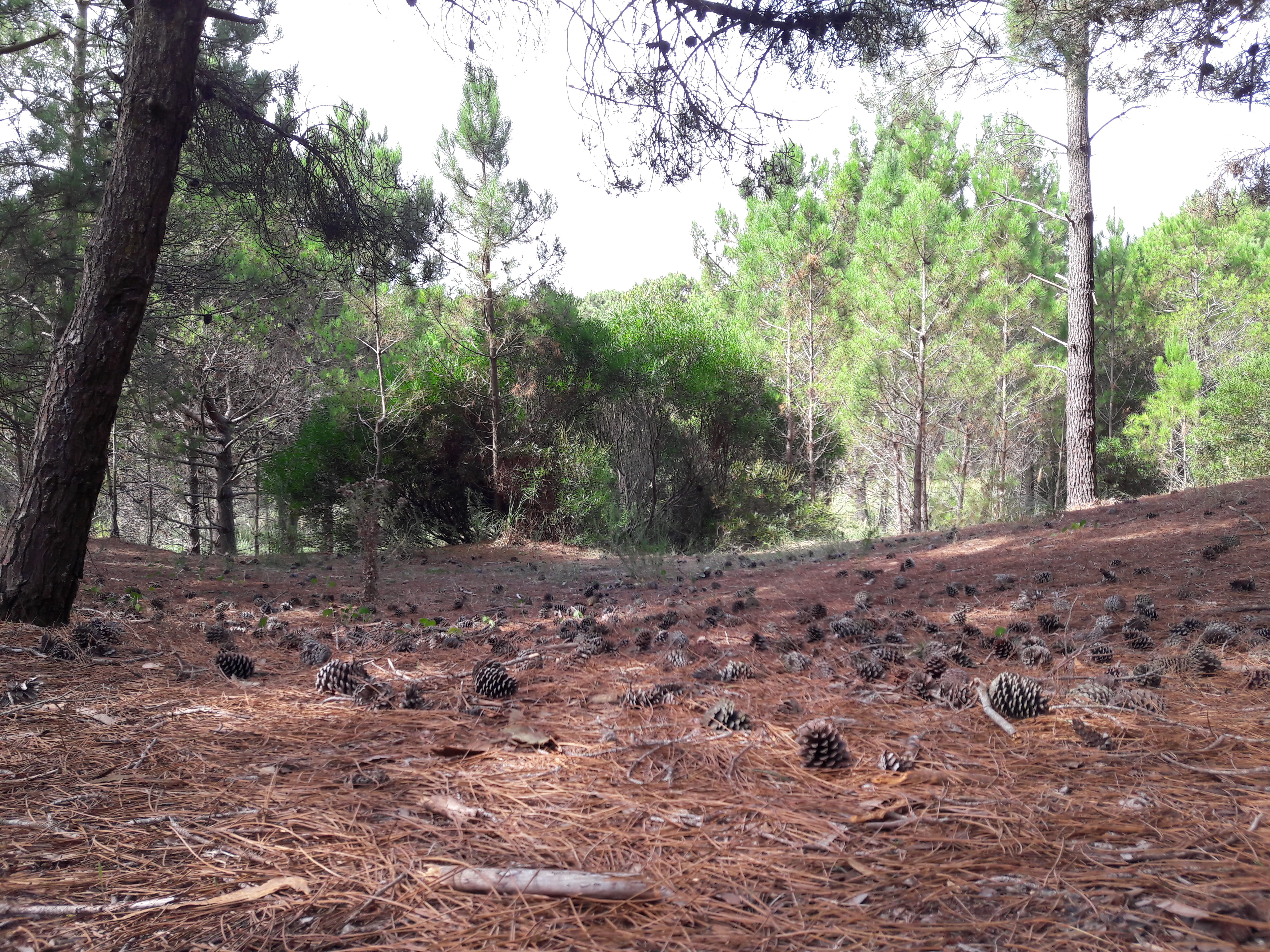 non-urban scene, vertebrate, day, mardelaspampas.com.ar, mammal, 4K, árboles, animals in the wild, bosque, herbivorous, plant, landscape, argentina, forest, HD Wallpaper