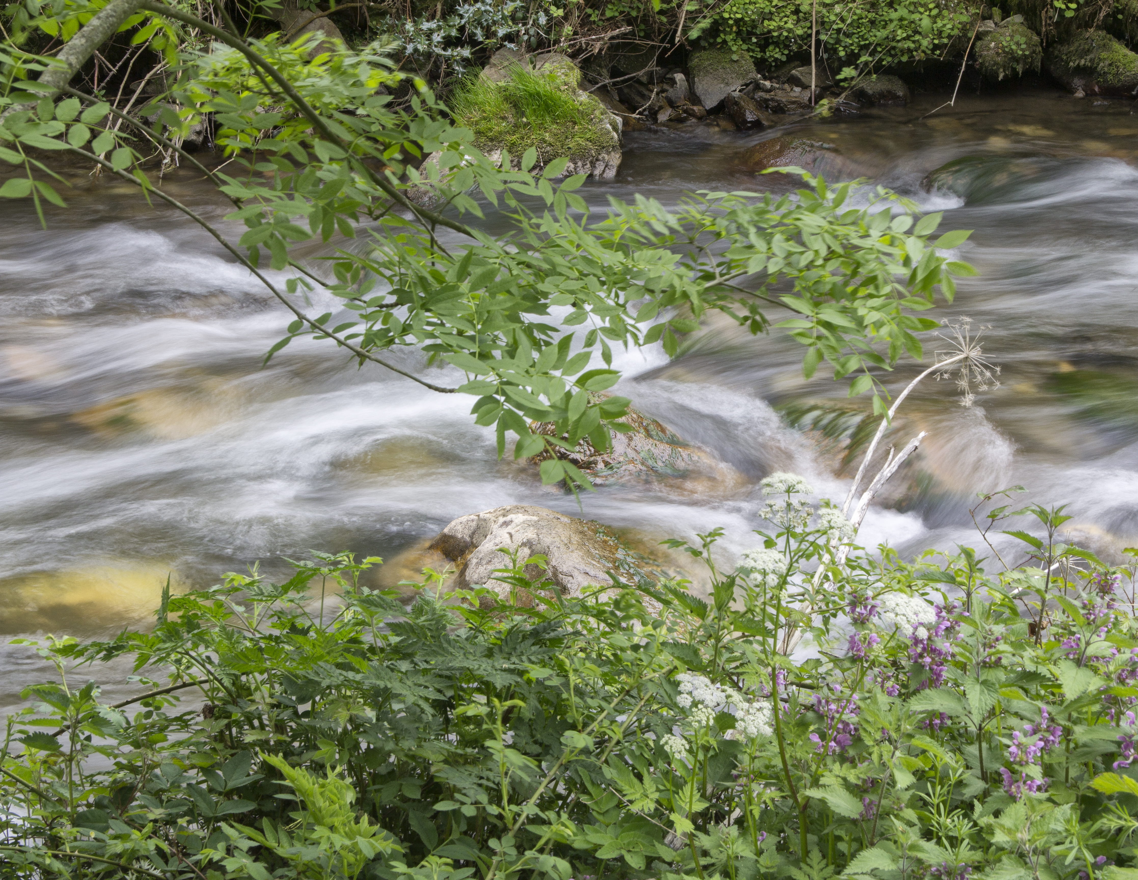 waterfall, flower, green color, río pino, plant, scenics - nature, tree, falling water, slate, flowing, water, power in nature, growth, land, beauty in nature, HD Wallpaper