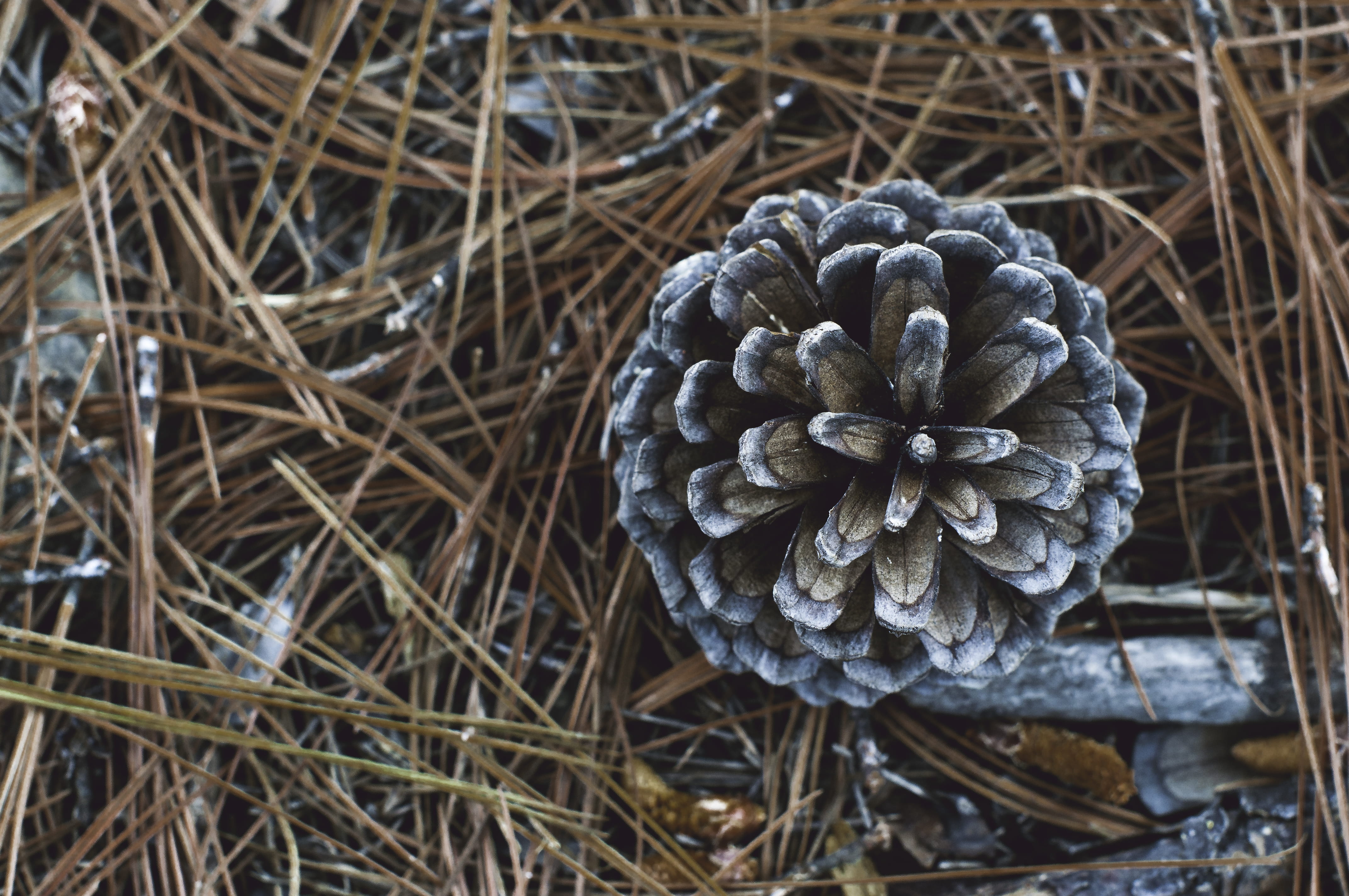 tranquility, forest, honduras, no people, zambrano, selective focus, land, twig, pine, dried, focus on foreground, field, close-up, outdoors, pinos, pattern, HD Wallpaper