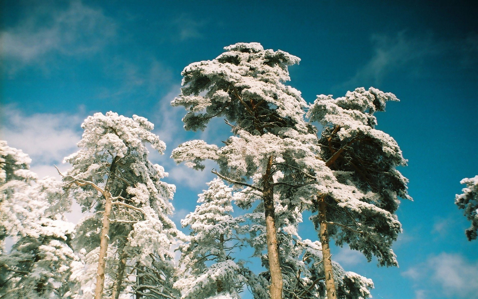 arbol, nieve, naturaleza, pino, 1080P, HD Wallpaper