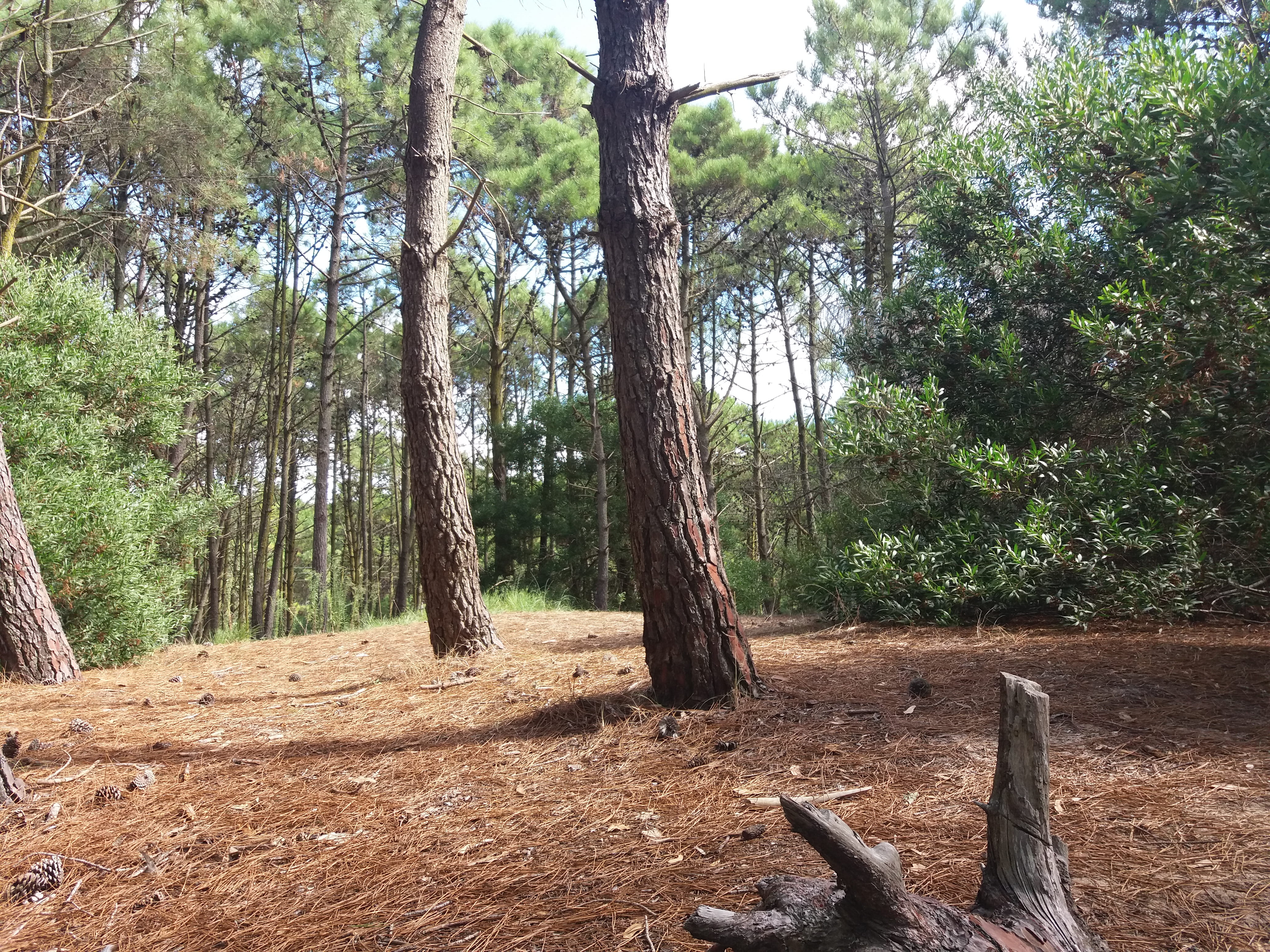árboles, tranquil scene, 4K, mammal, land, beauty in nature, bosque, one animal, pine trees, growth, pinos, tree trunk, plant, villa gesell, animal, day, HD Wallpaper