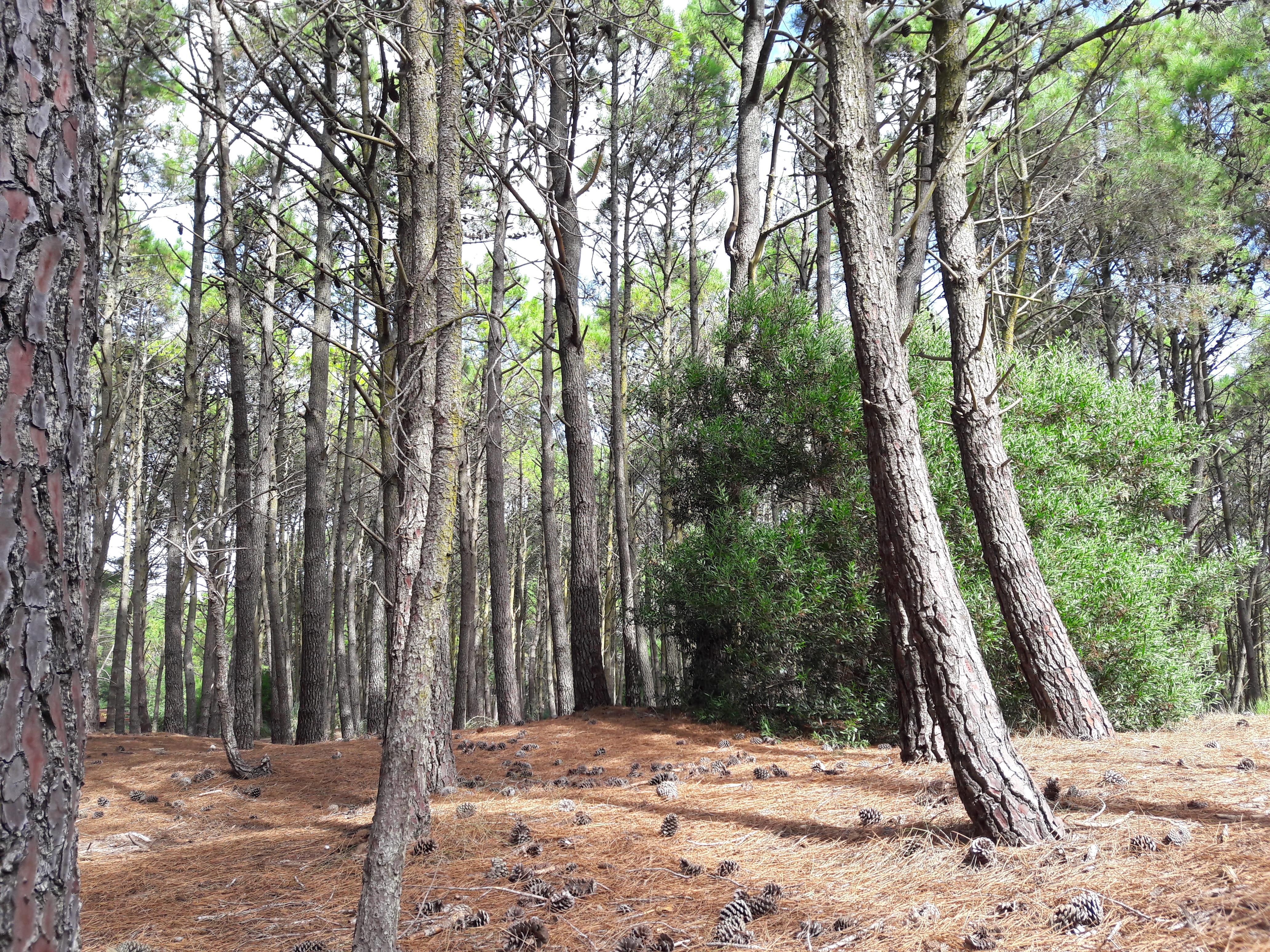 scenics - nature, tranquil scene, beauty in nature, woodland, trees, landscape, nature, árboles, tree trunk, bosque, villa gesell, pine trees, land, no people, HD Wallpaper