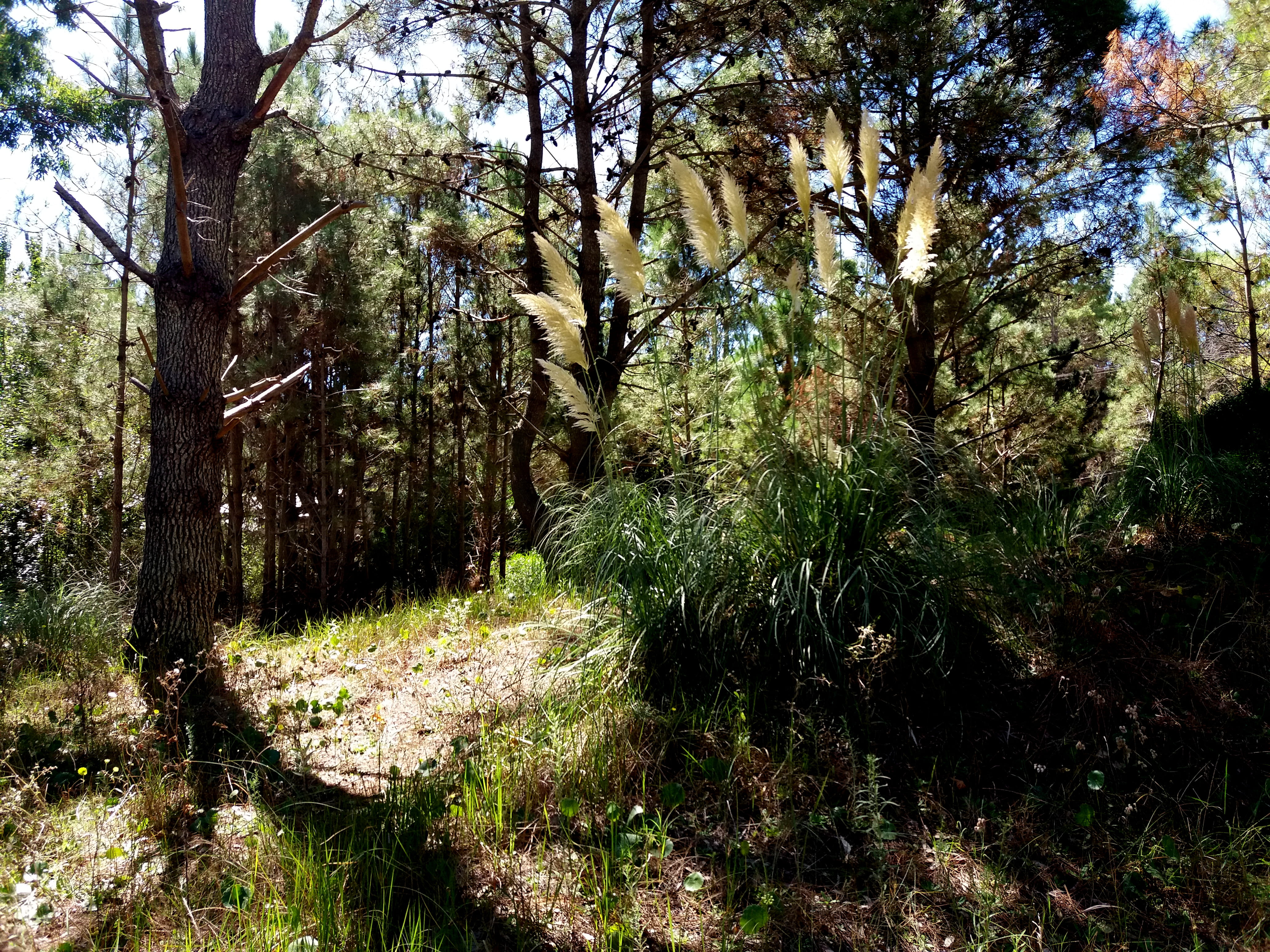 water, trunk, árboles, argentina, tree trunk, forest, plant, tranquil scene, growth, cortadera, beauty in nature, sunlight, villa gesell, green color, pinos, HD Wallpaper