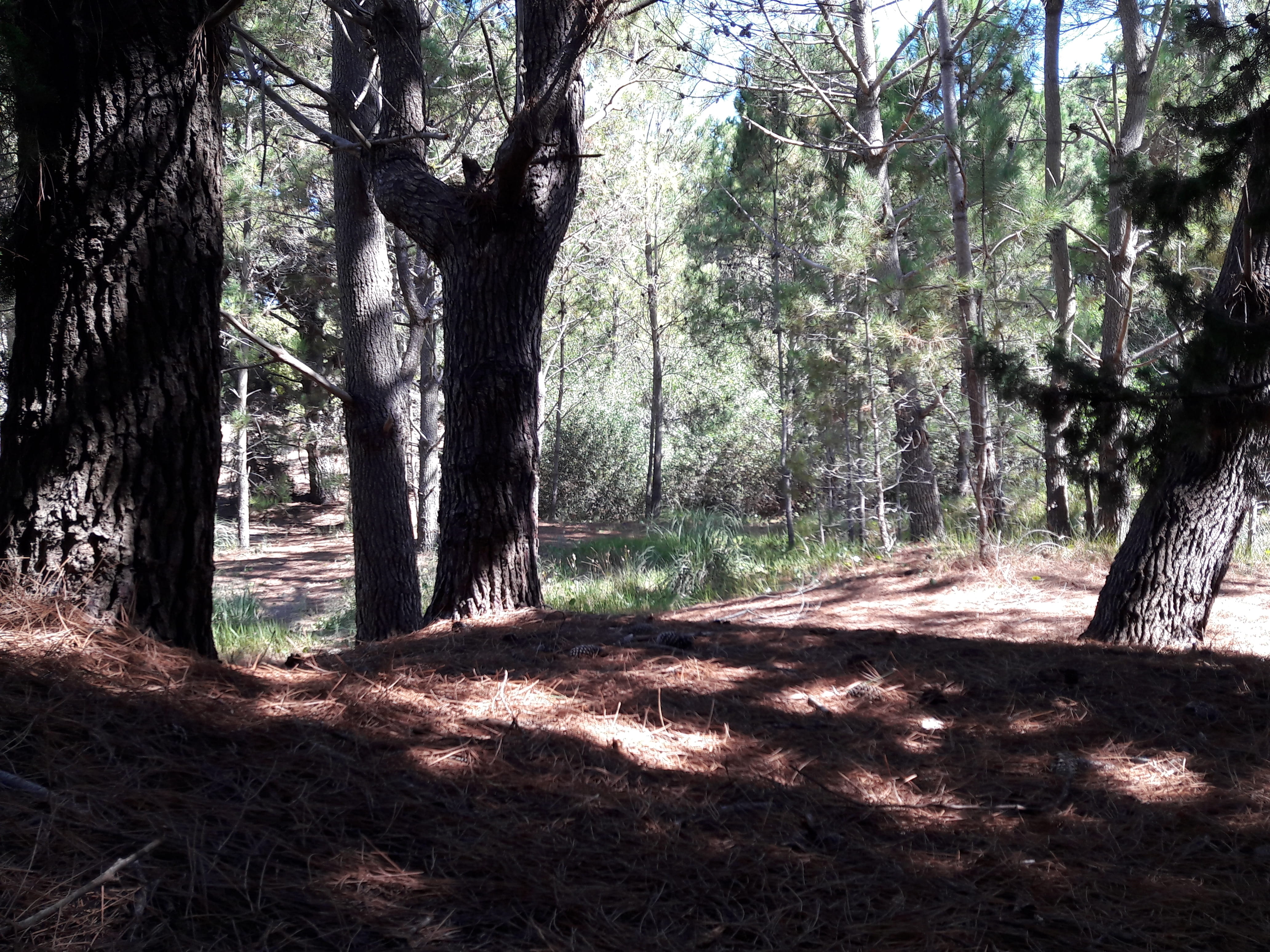 no people, argentina, tranquility, villa gesell, trail, plant, árboles, growth, environment, non-urban scene, tree, landscape, outdoors, beauty in nature, HD Wallpaper