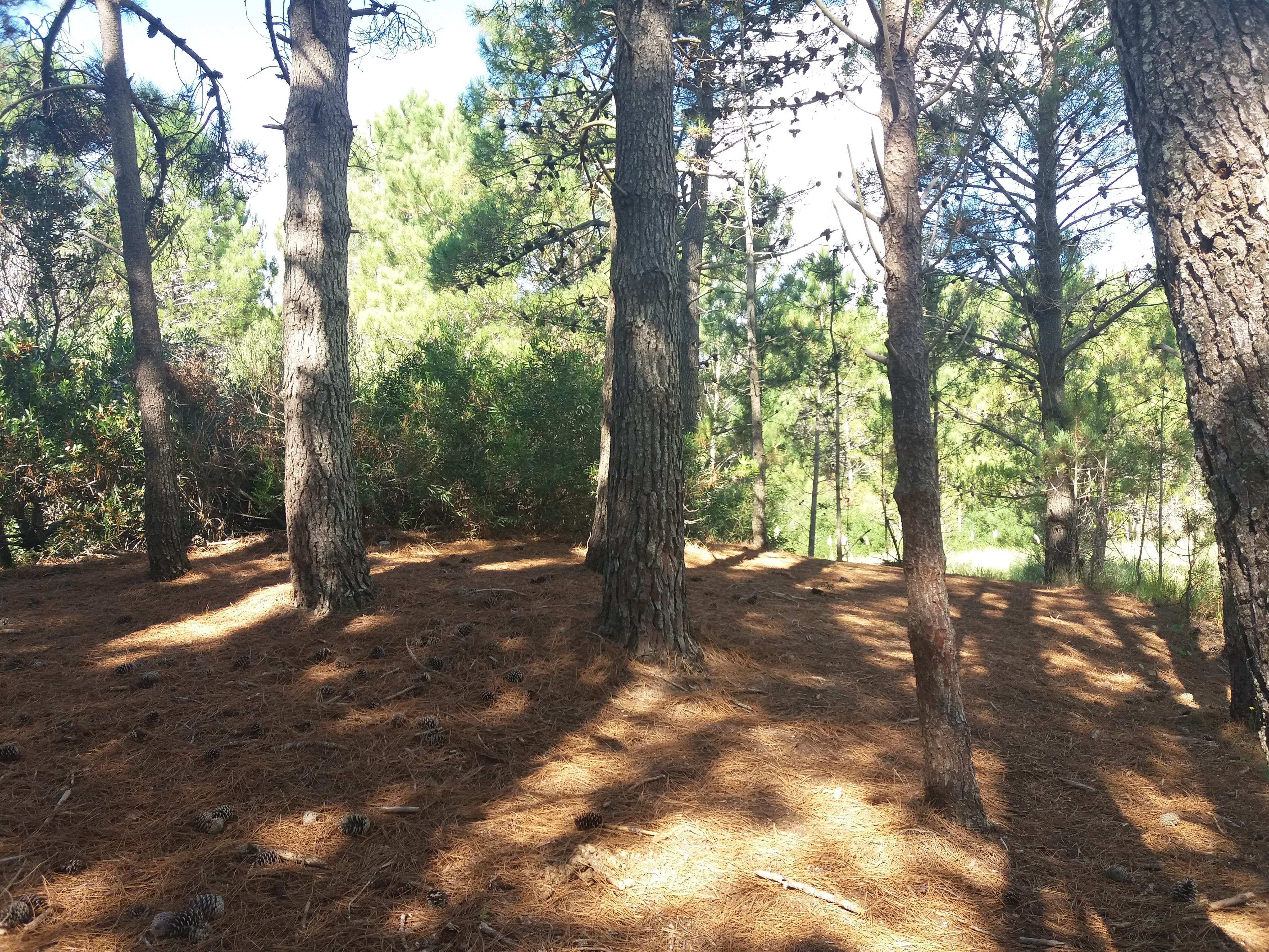 trunk, tree, pinos, land, day, tree trunk, argentina, sunlight, plant, forest, trees, tranquility, tranquil scene, mardelaspampas.com.ar, outdoors, woodland, HD Wallpaper