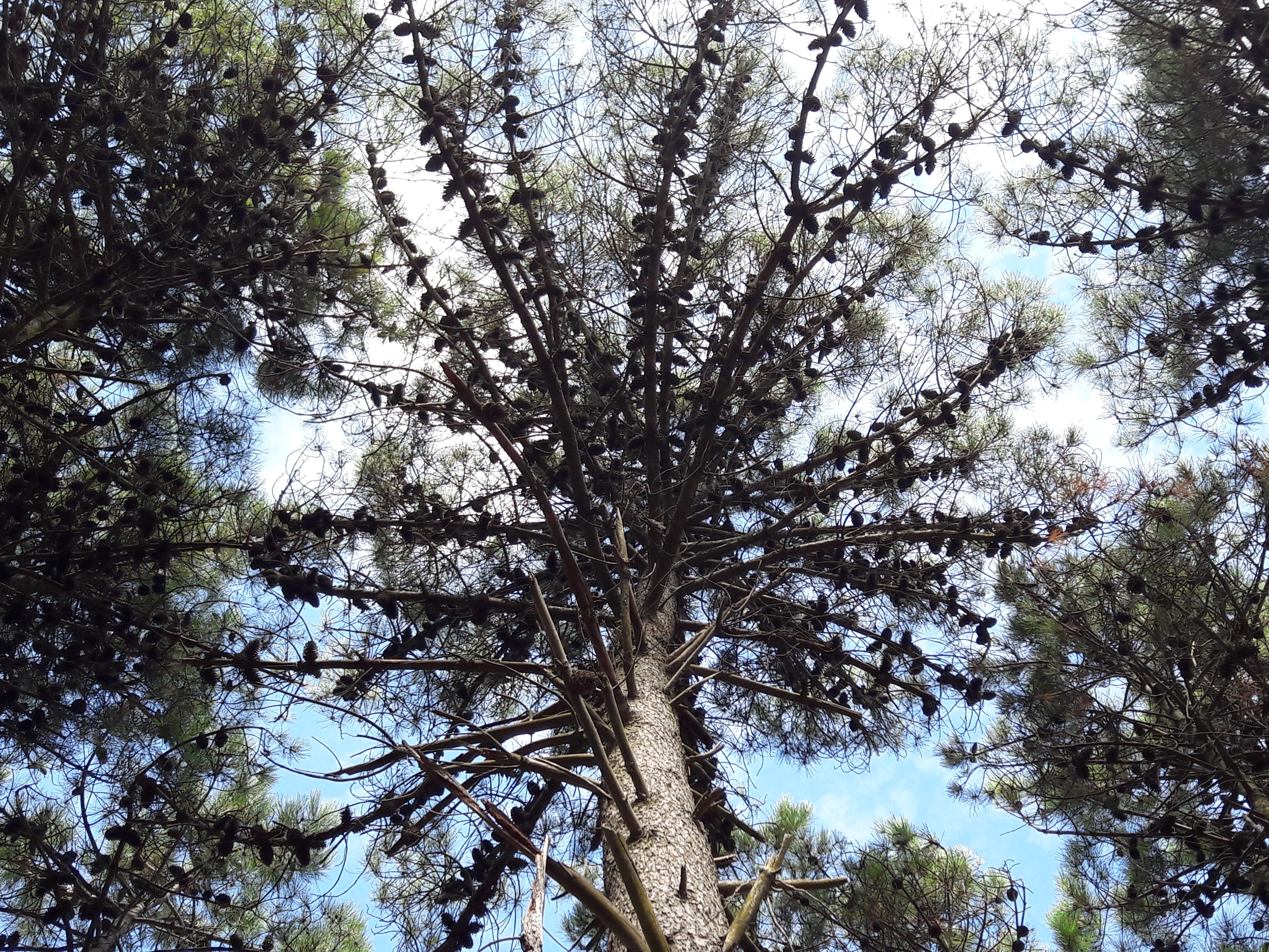 árboles, growth, cielo, nature, trunk, outdoors, sky, beauty in nature, forest, directly below, tree canopy, villa gesell, pinos, mardelaspampas.com.ar, HD Wallpaper