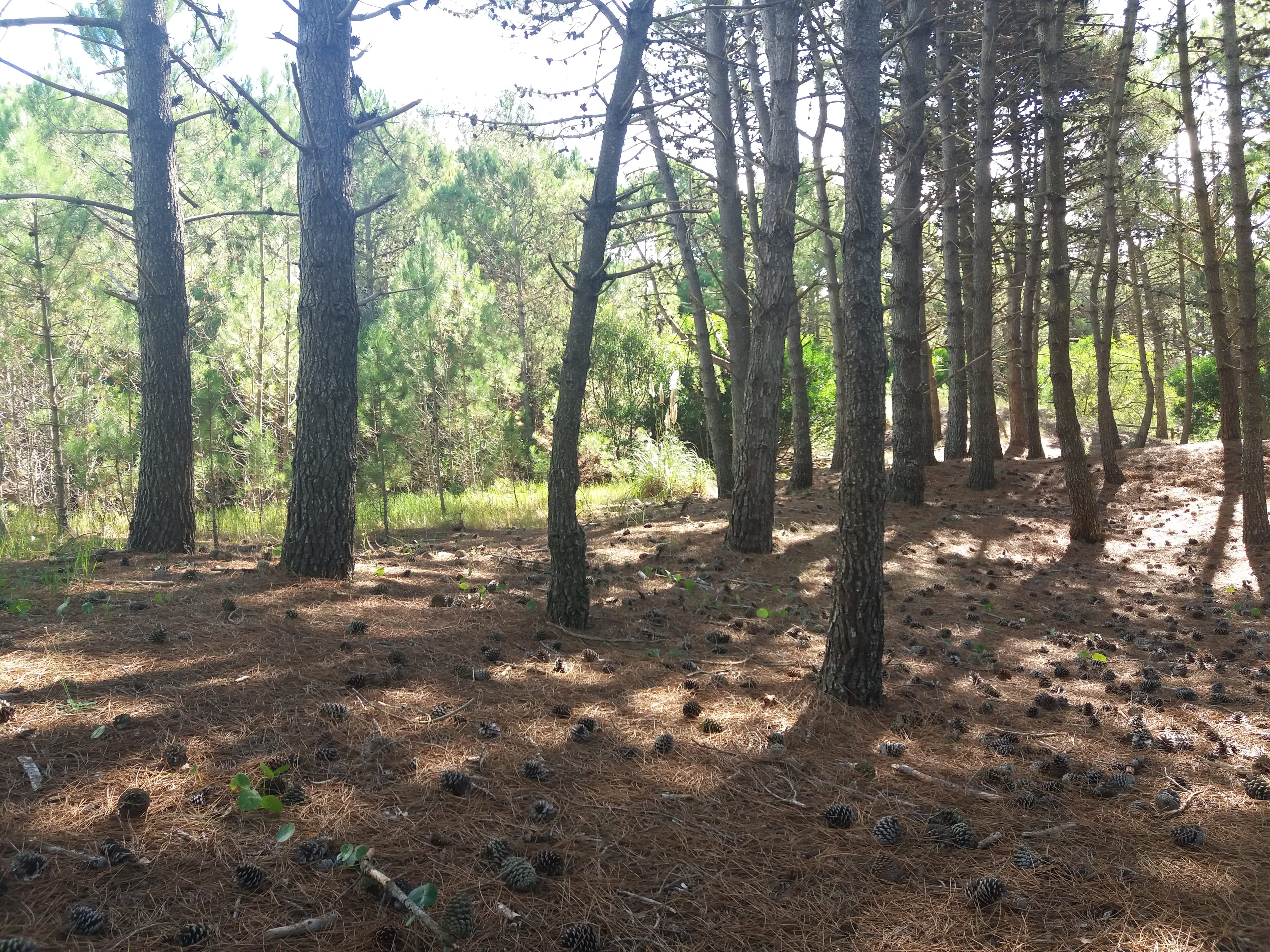 sunlight, 4K, growth, tranquil scene, mardelaspampas.com.ar, no people, pine woodland, coniferous tree, médanos, pine trees, day, woodland, non-urban scene, HD Wallpaper