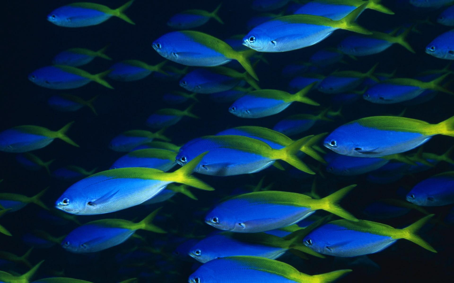 swimming, banco, animals, fish, 1080P, fusilero, HD Wallpaper