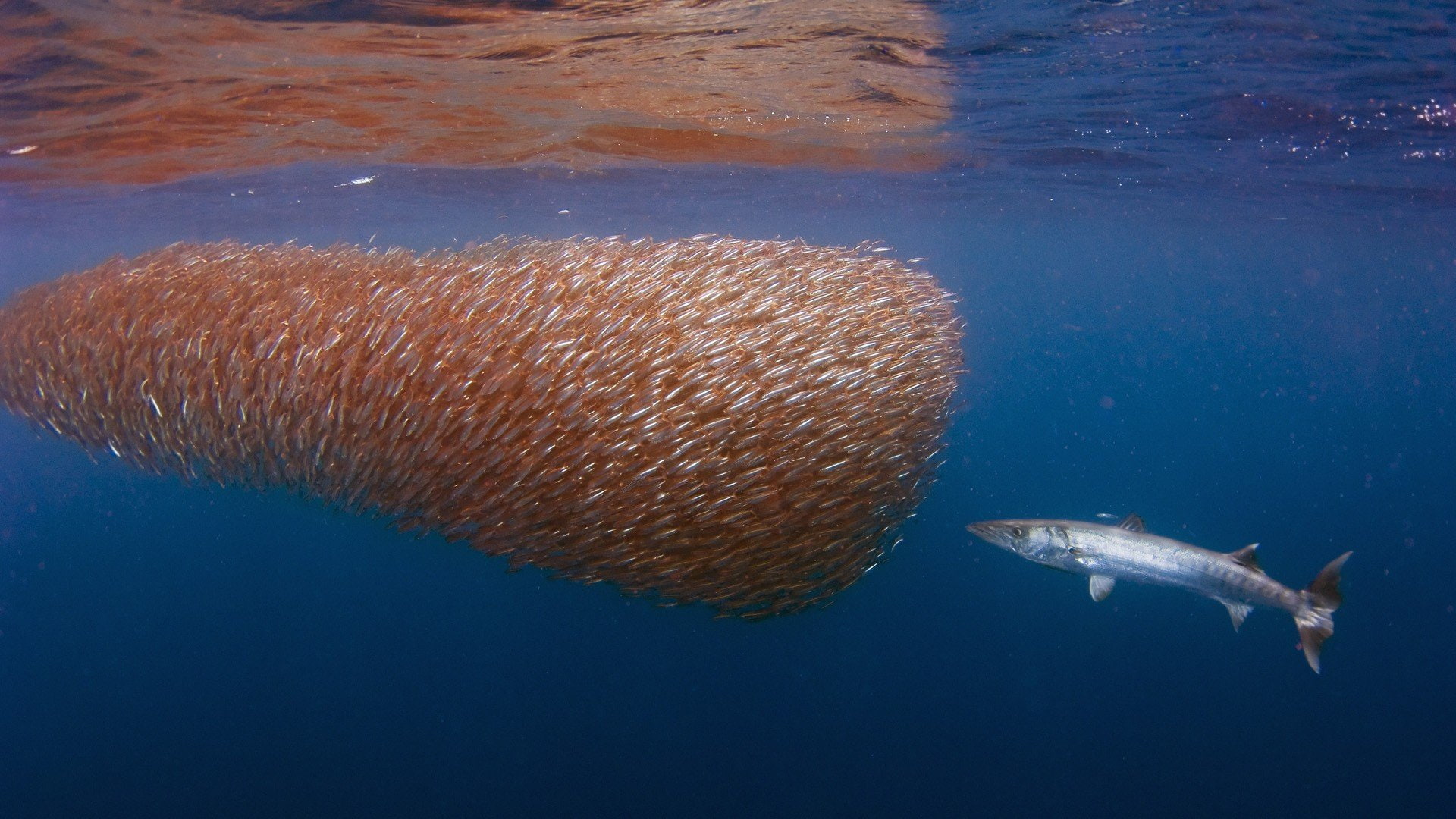 mar, 1080P, Depredador, banco, peces, HD Wallpaper