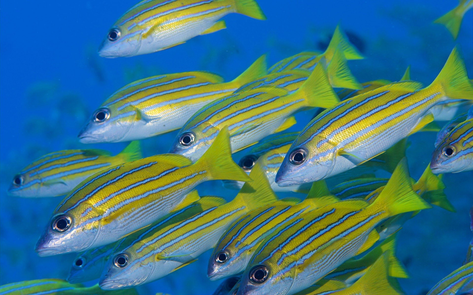 animales, peces, 1080P, cirujano, banco, HD Wallpaper