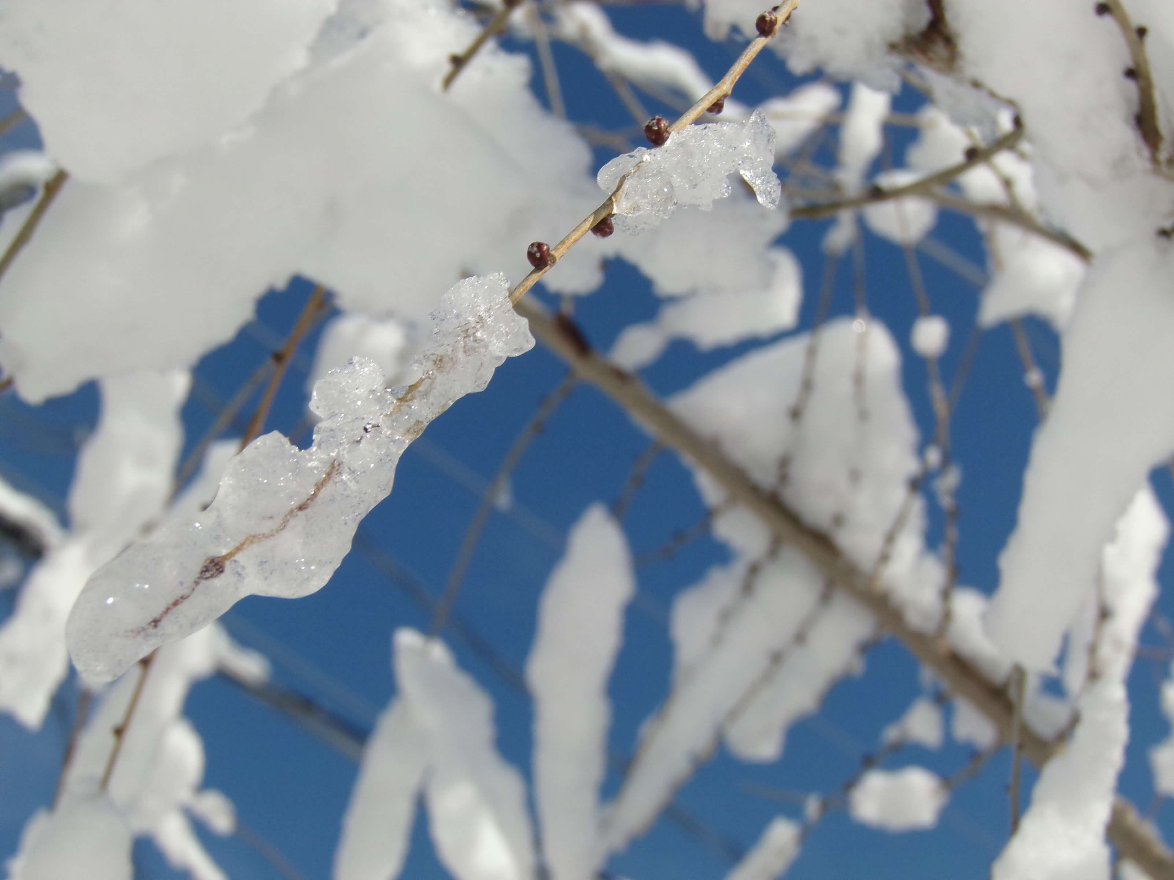 ice, full frame, close-up, tree, environment, day, white color, blue, park, backgrounds, nature, hielo, outdoors, winter, 4K, branch, no people, beauty in nature, HD Wallpaper