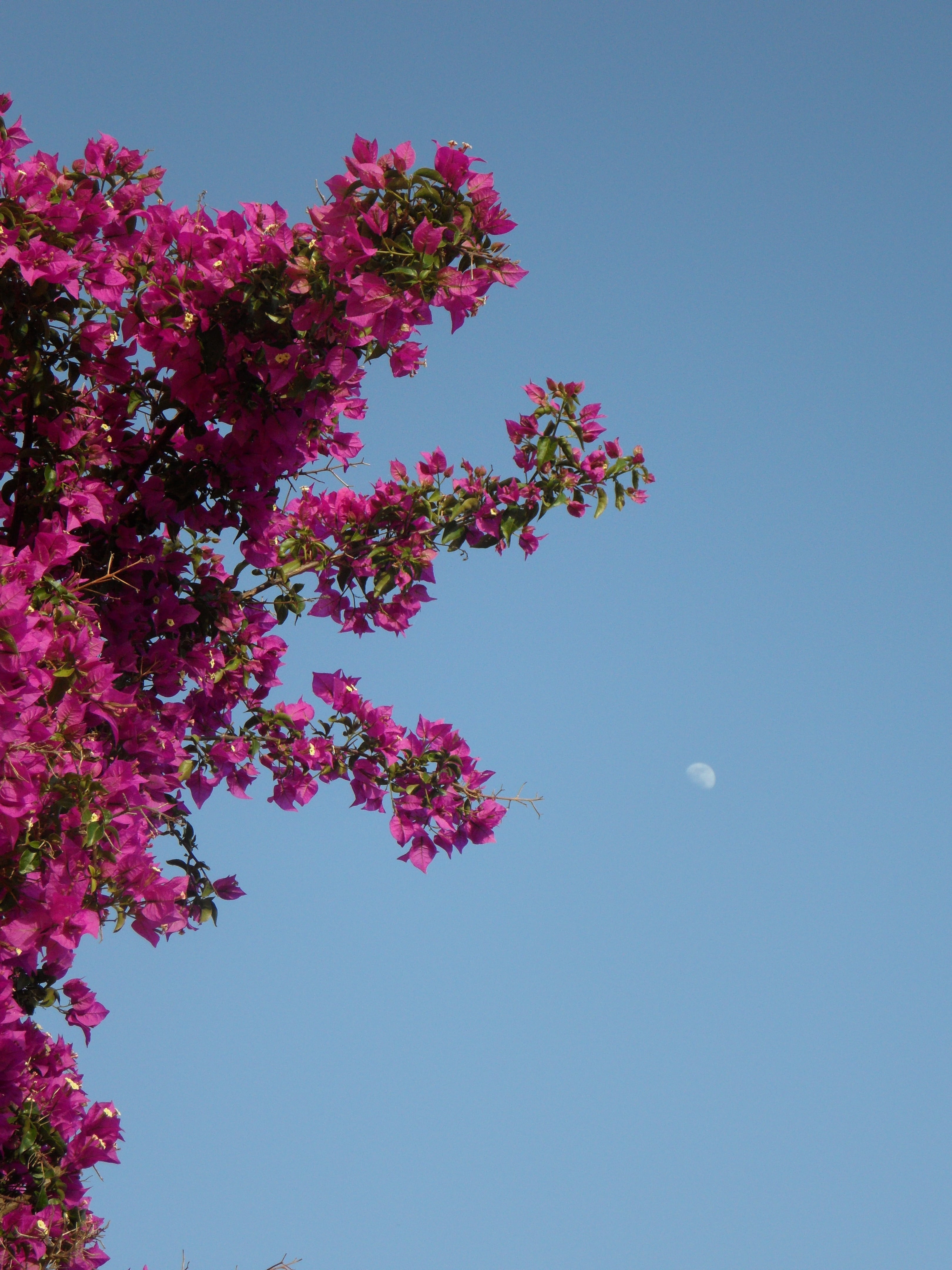 fragility, day, triple flower, abendstimmung, flowering plant, clear sky, pink, branch, sky, tranquility, bougainvillea, blue, beauty in nature, flower, Phone HD Wallpaper