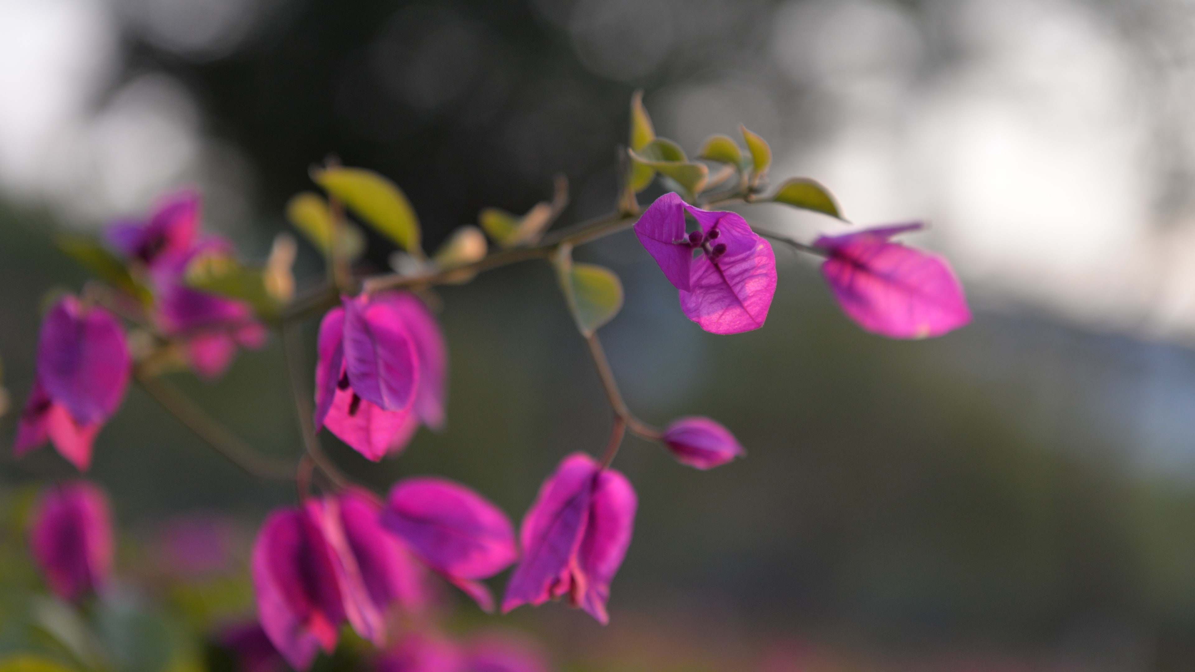 Bokeh, Bougainvillea, Flowers, close, Pink, 4K, HD Wallpaper
