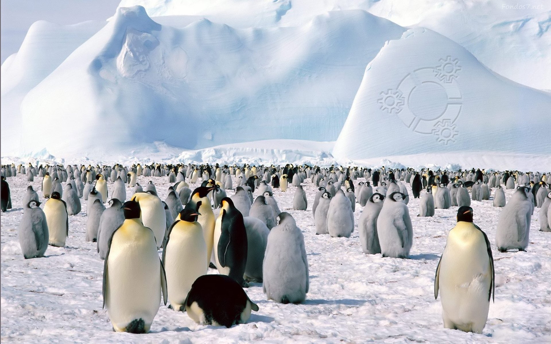 animales, hielo, 1080P, pinguinos, artico, HD Wallpaper