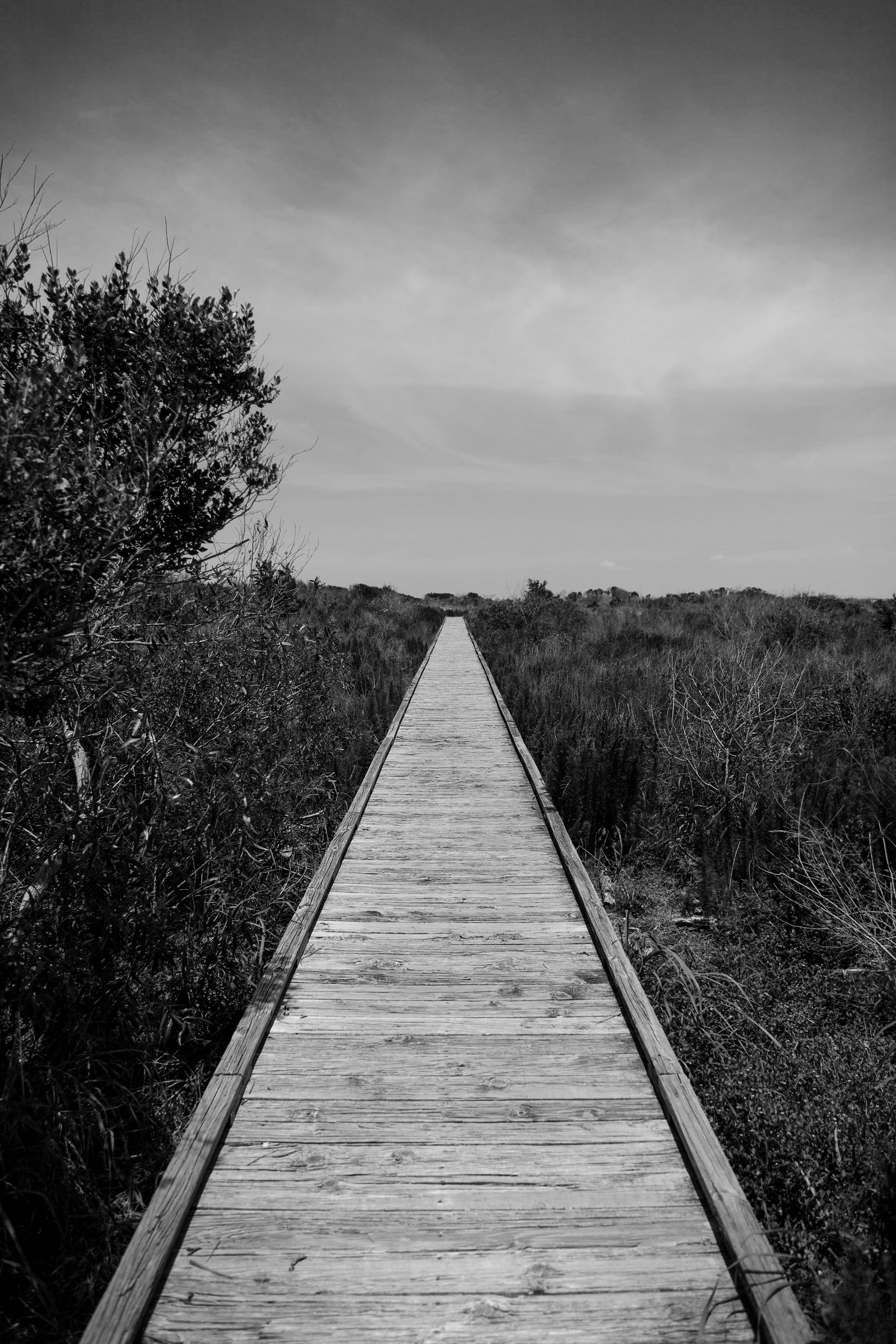 tranquil scene, diminishing perspective, tranquility, jacksonville, united states, day, path, scenics - nature, wood, driftwood, long, little talbot island state park, Phone HD Wallpaper