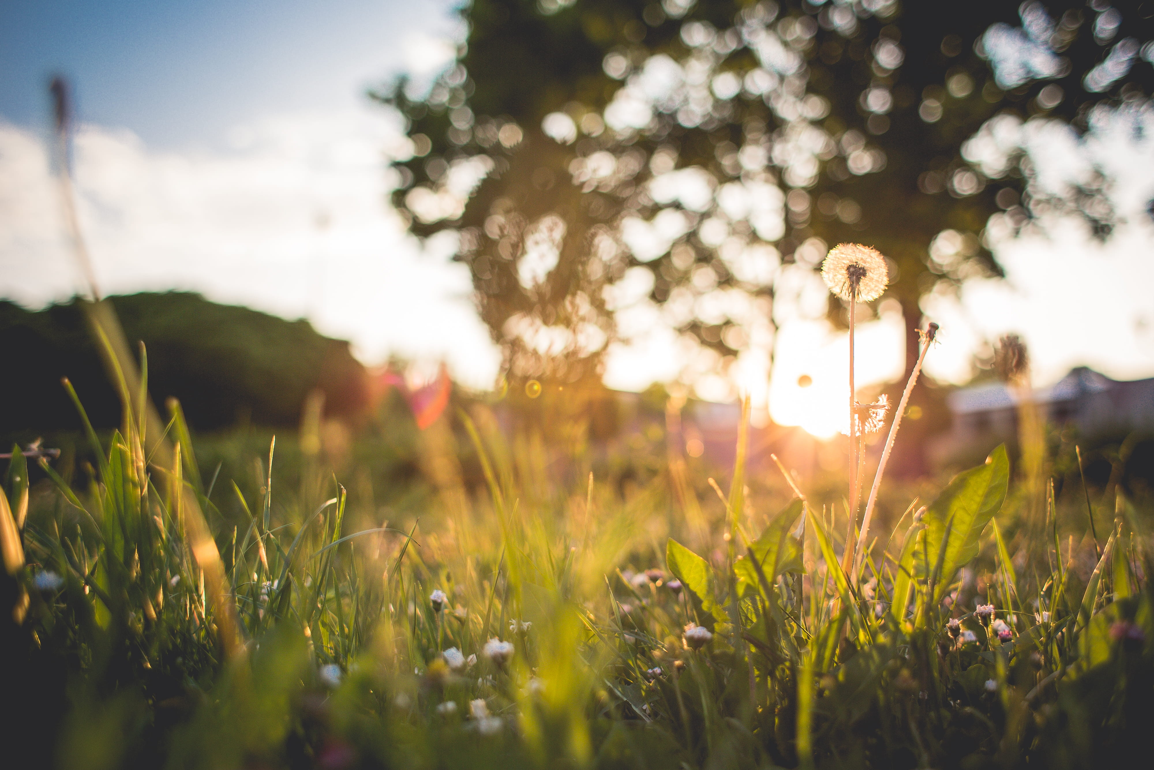 Sunset, one person, 4K, land, beauty In Nature, rural Scene, landscape, tree, sky, defocused, flower, blowball, plant, outdoors, bright, sunlight, lifestyles, HD Wallpaper