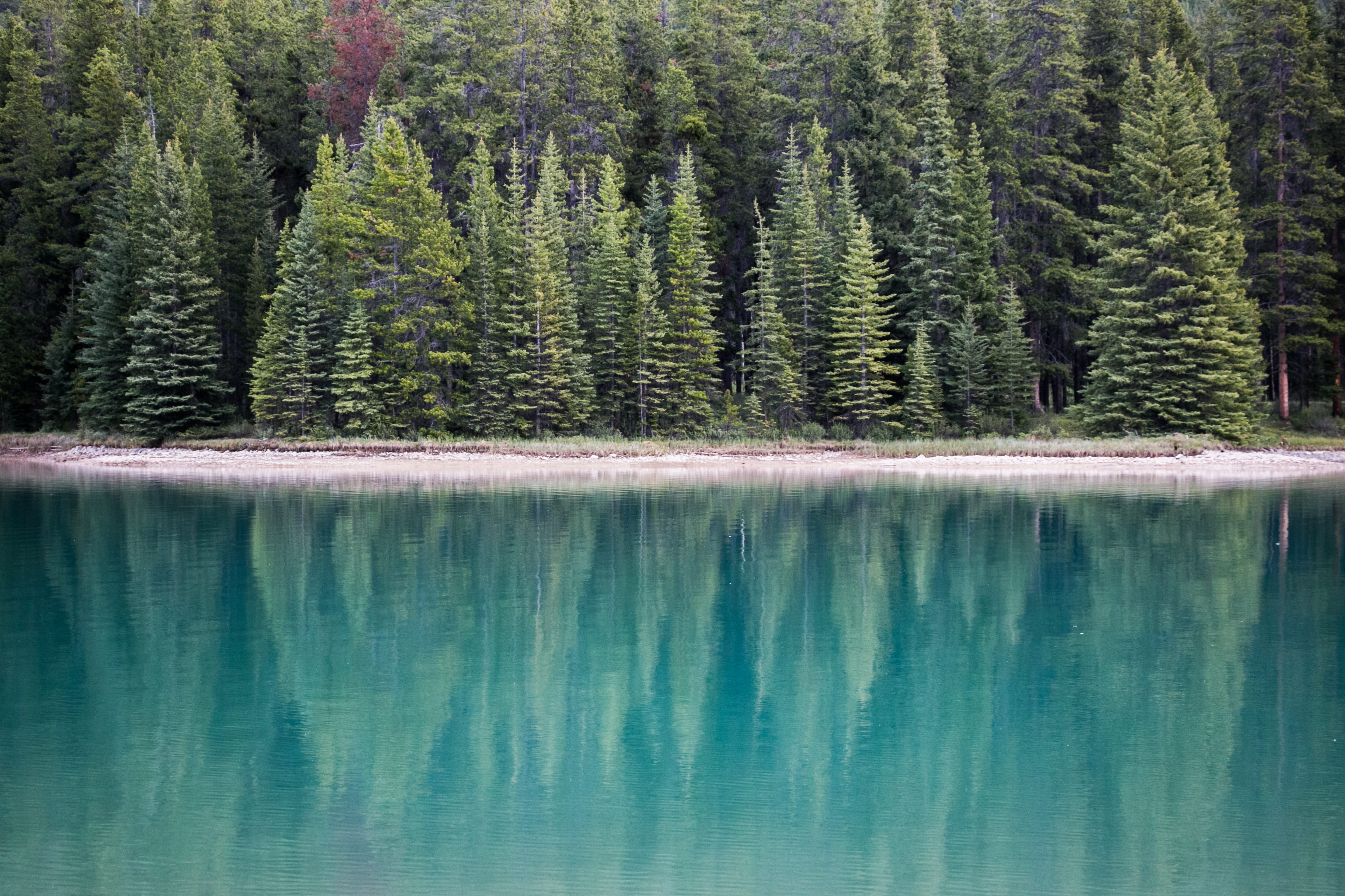 near, pine trees, non-urban scene, tranquility, nature, extreme Terrain, mountain, waterfront, no People, rocky Mountains, alberta, daytime, sky, idyllic, HD Wallpaper