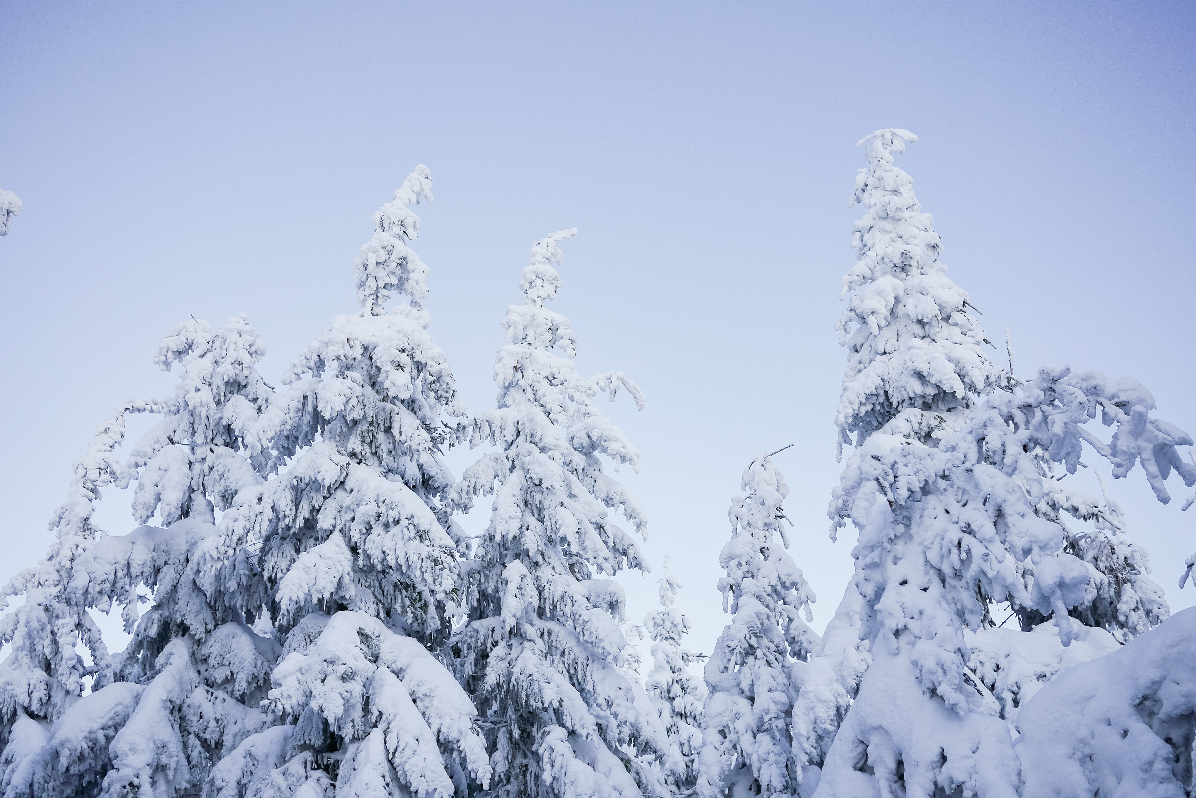 weather, tranquility, outdoors, ice, fir Tree, tranquil Scene, Snowy, day, season, no People, Trees, scenics - nature, spruce Tree, Sky, plant, winter, HD Wallpaper