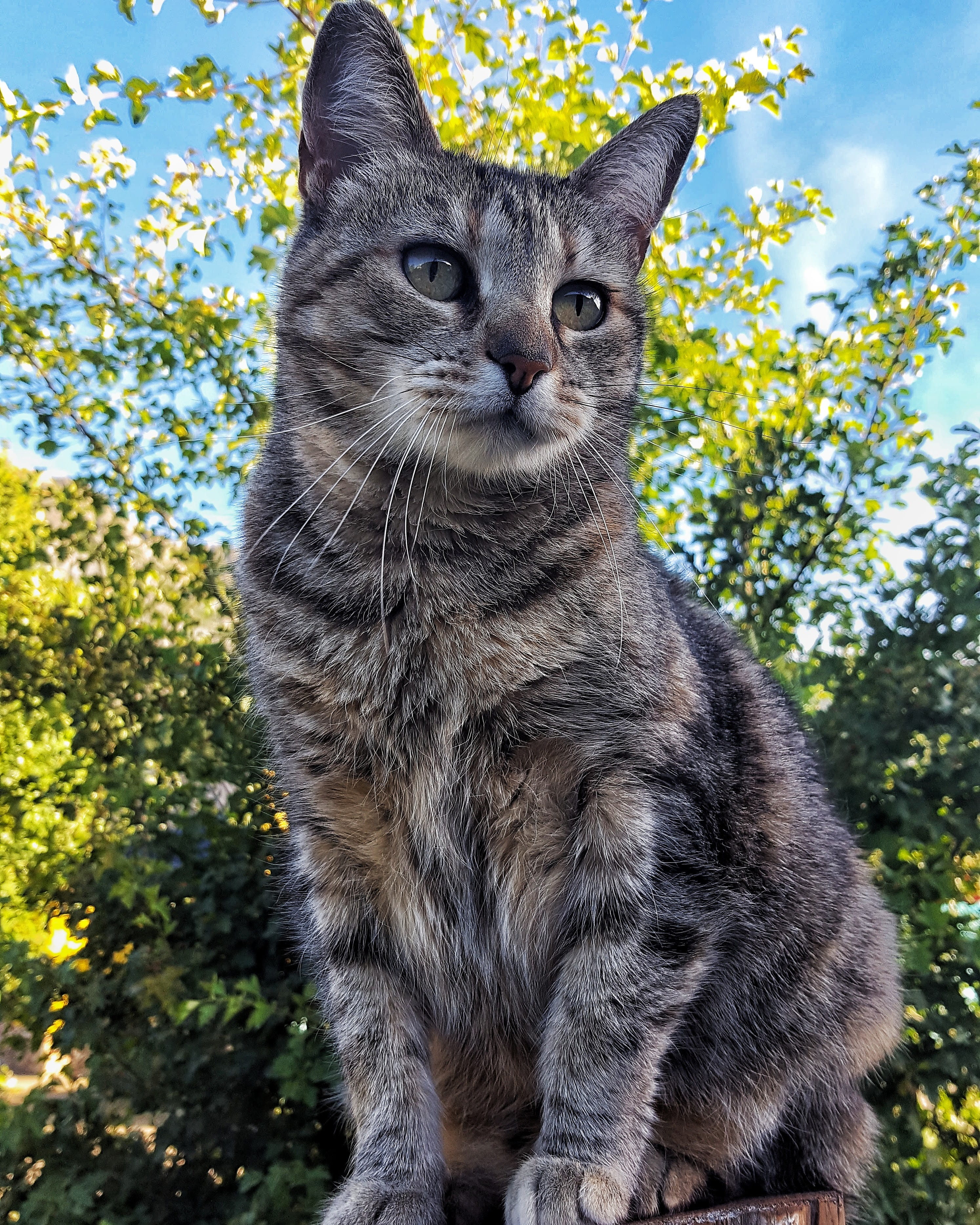 no people, domestic animals, tree, whisker, animal eye, mammal, animals, plant, 2K, animal themes, pet, pets, domestic cat, one animal, lago puelo, argentina, Phone HD Wallpaper